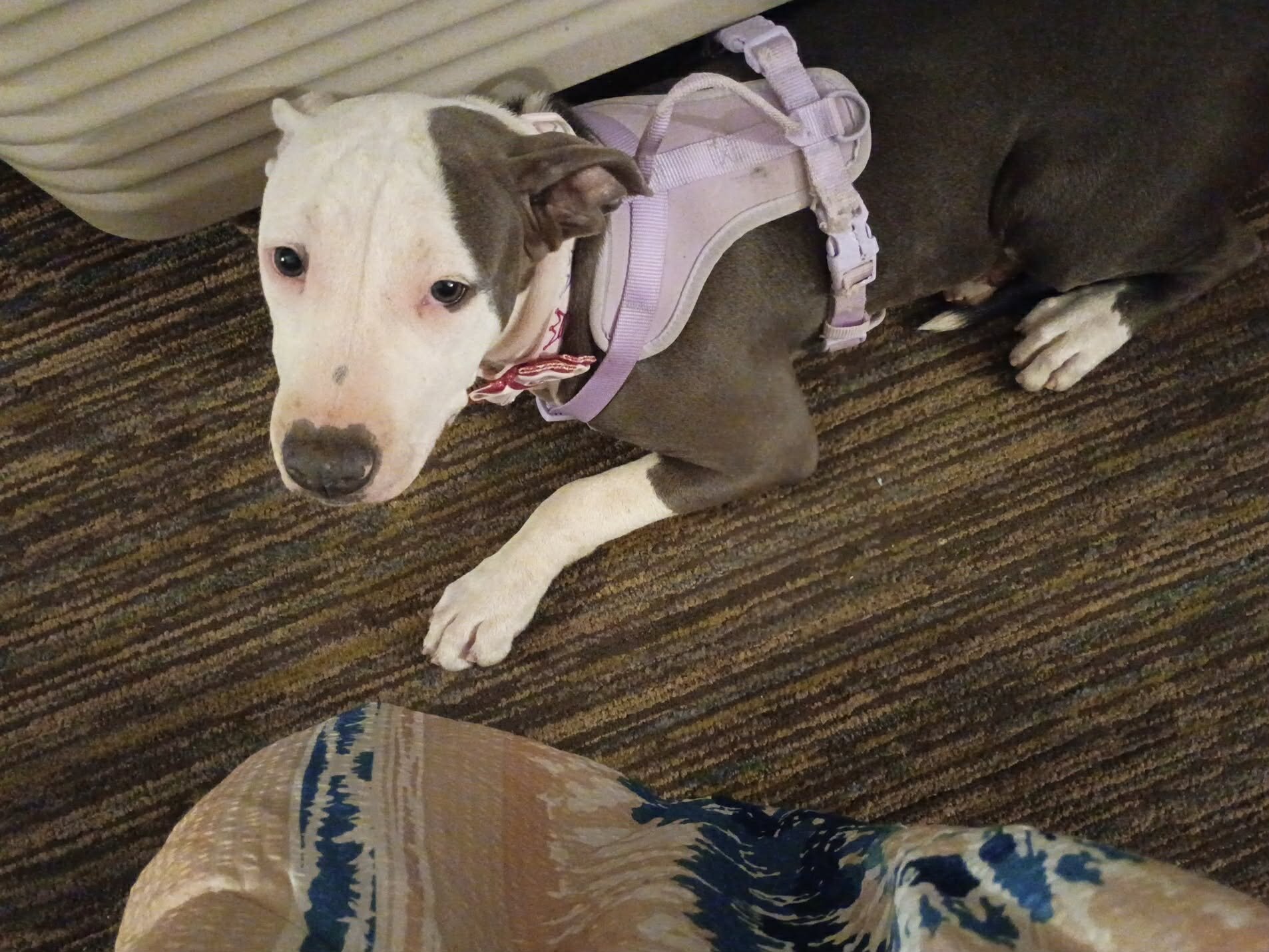 Purebred Blue Nose image 2