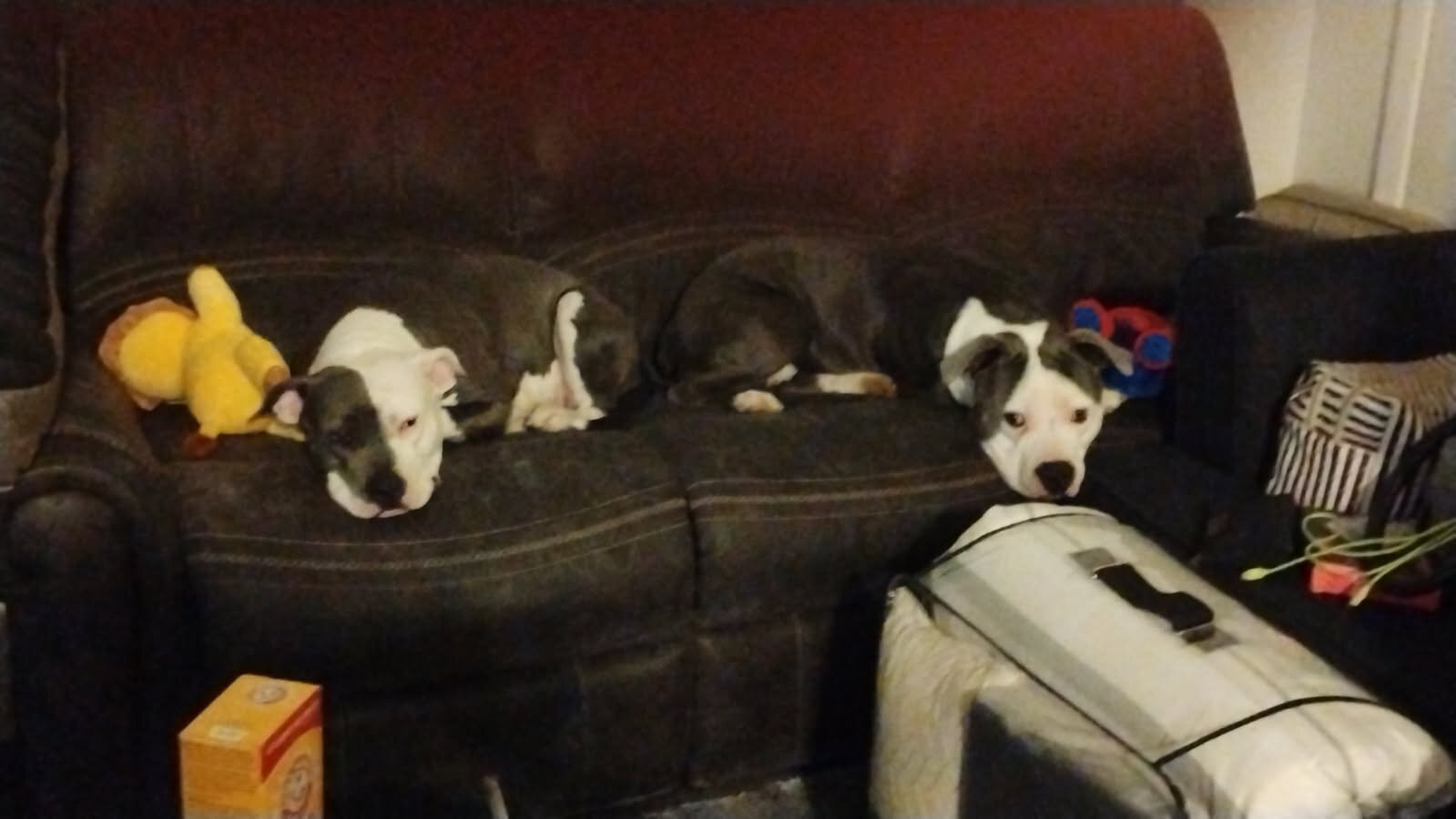 Purebred Blue Nose image 1