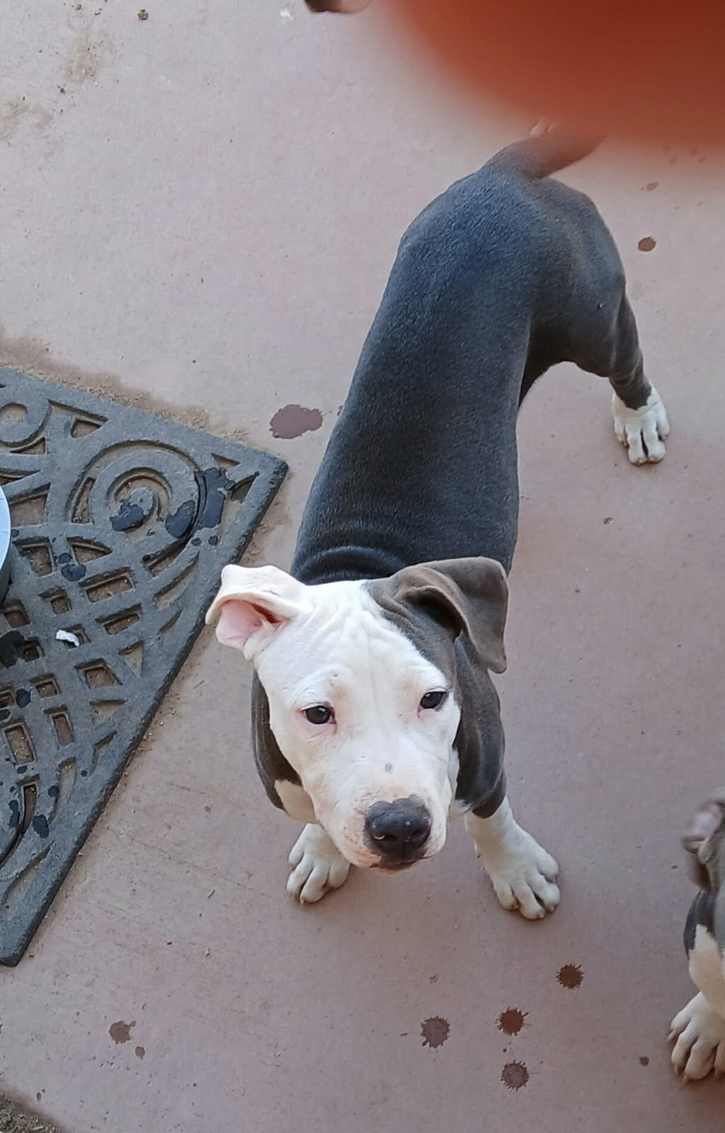 Purebred Blue Nose image 4