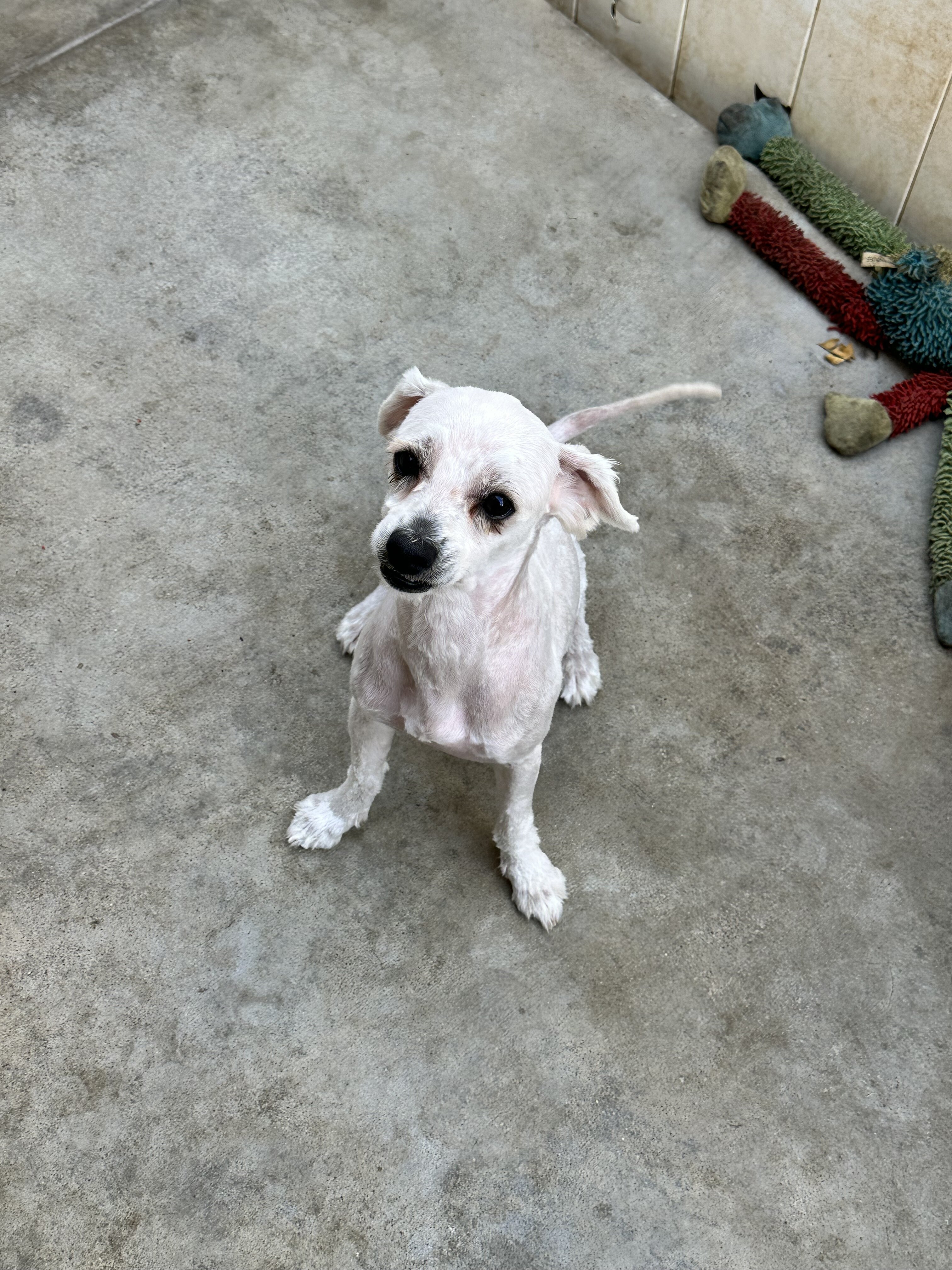 Male Maltipoo image 2