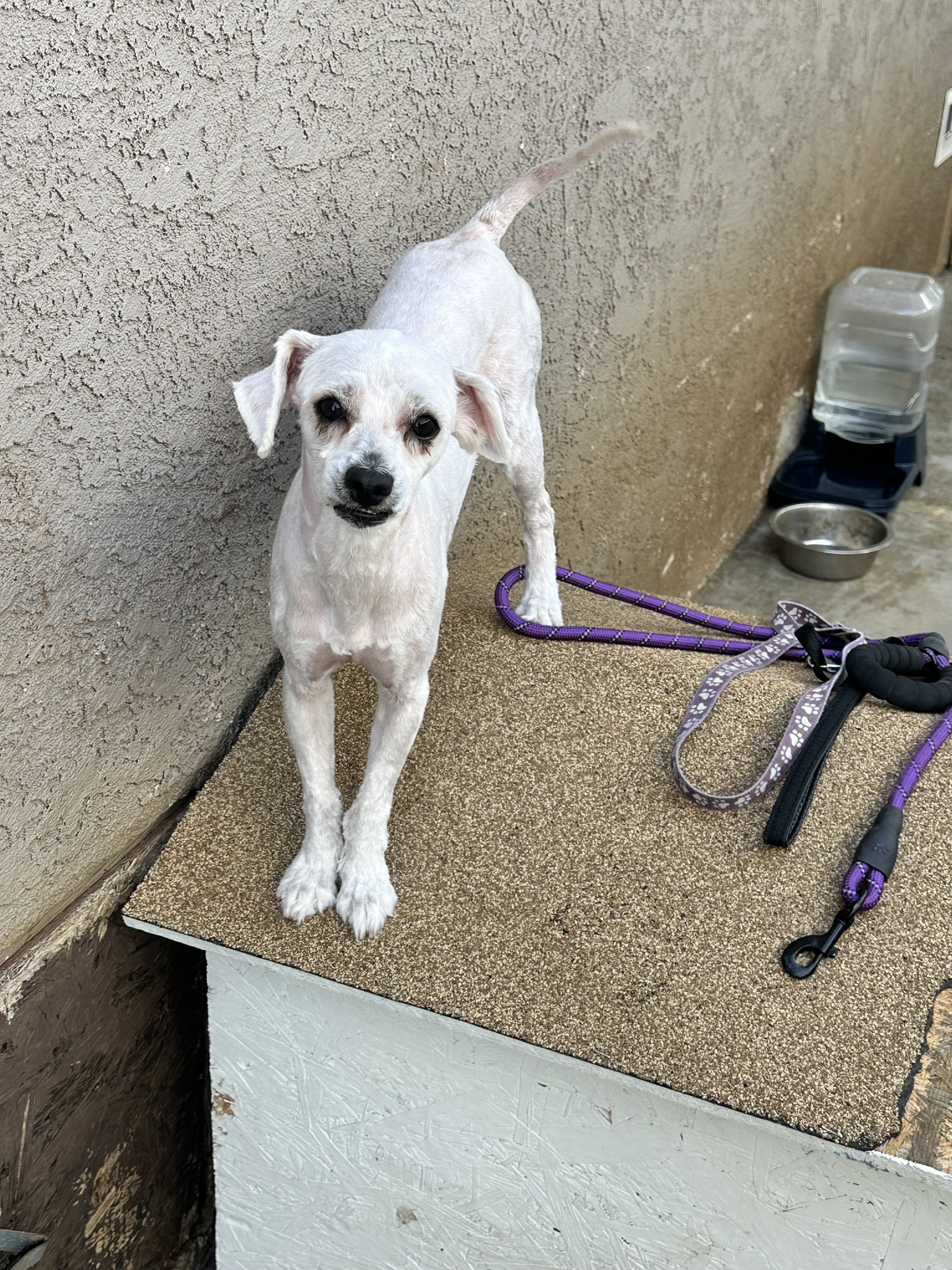 Male Maltipoo image 1