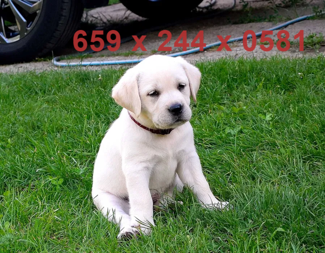 Male Labrador Retriever image 1