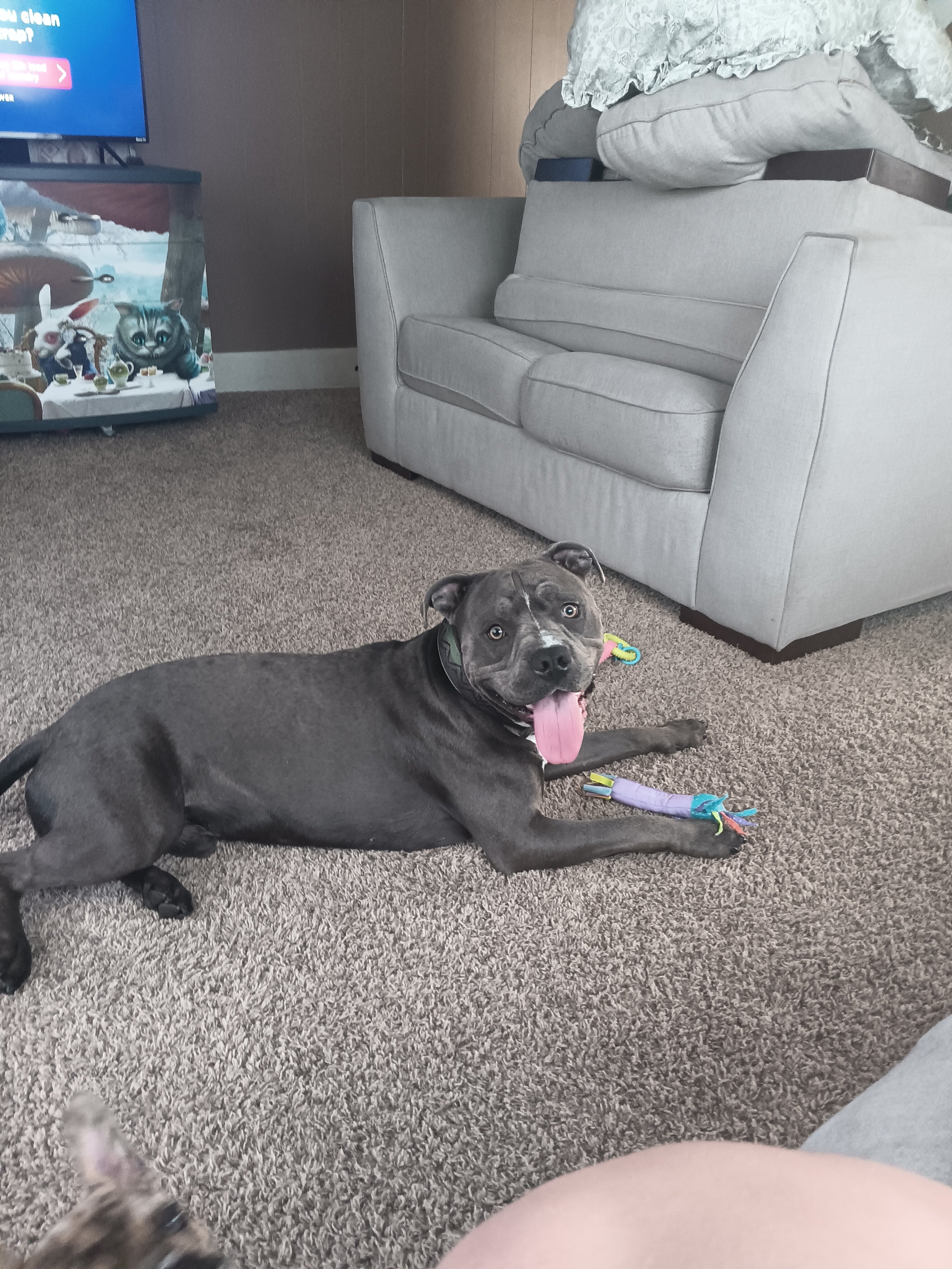 blue nose pit bull image 1