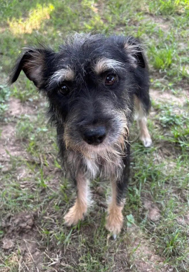 Adoption: 2year old schnauzer mix image 2