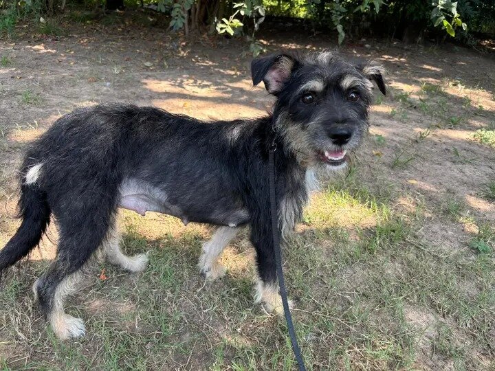 Adoption: 2year old schnauzer mix image 1