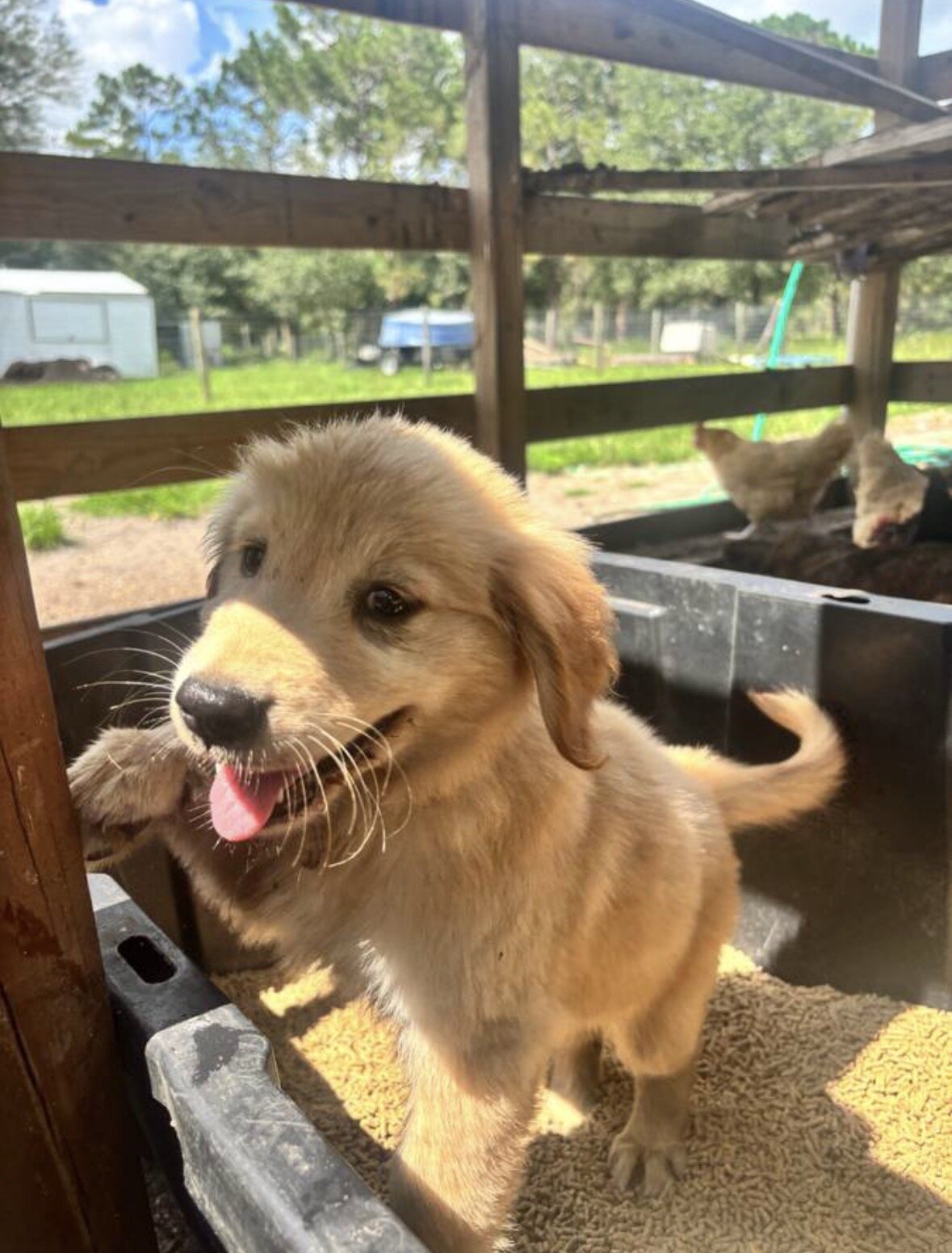 Purebred Golden Retriever Puppy image 4