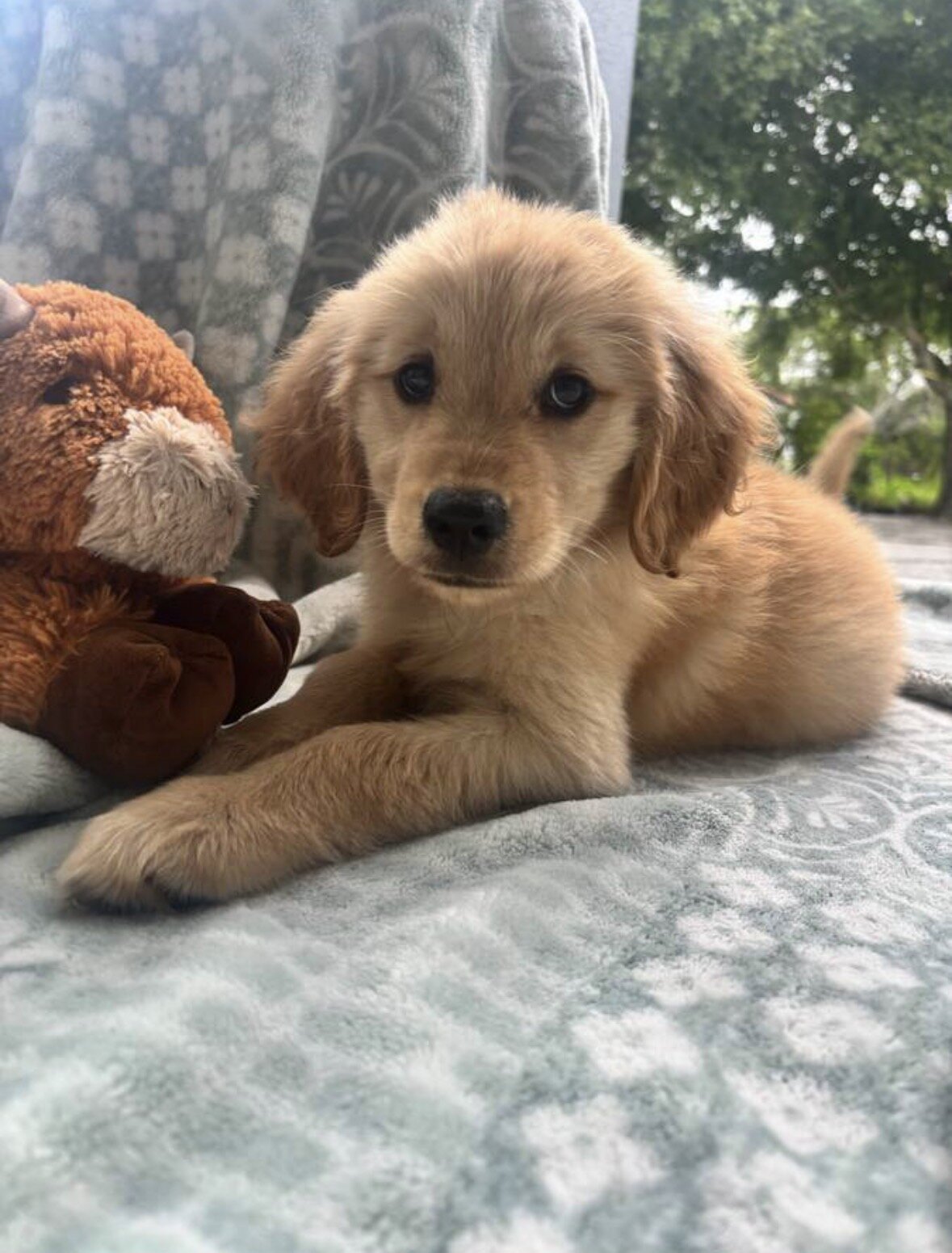 Purebred Golden Retriever Puppy image 2