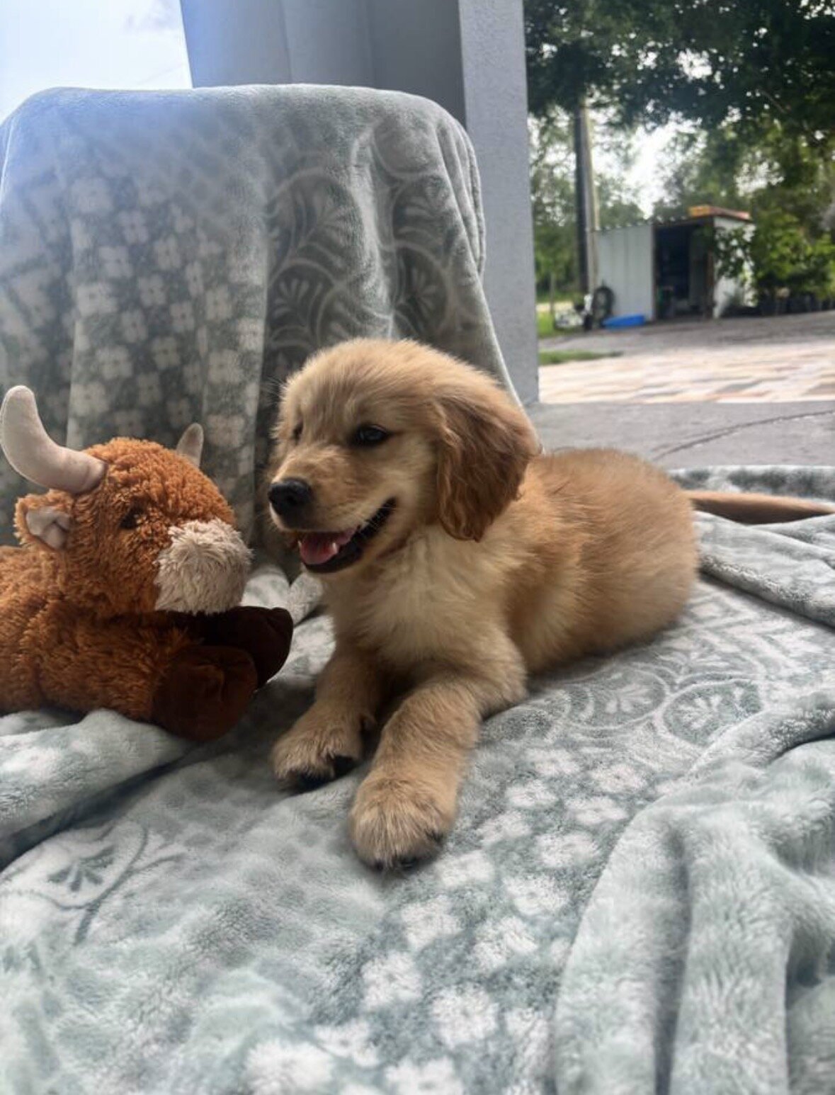 Purebred Golden Retriever Puppy image 1