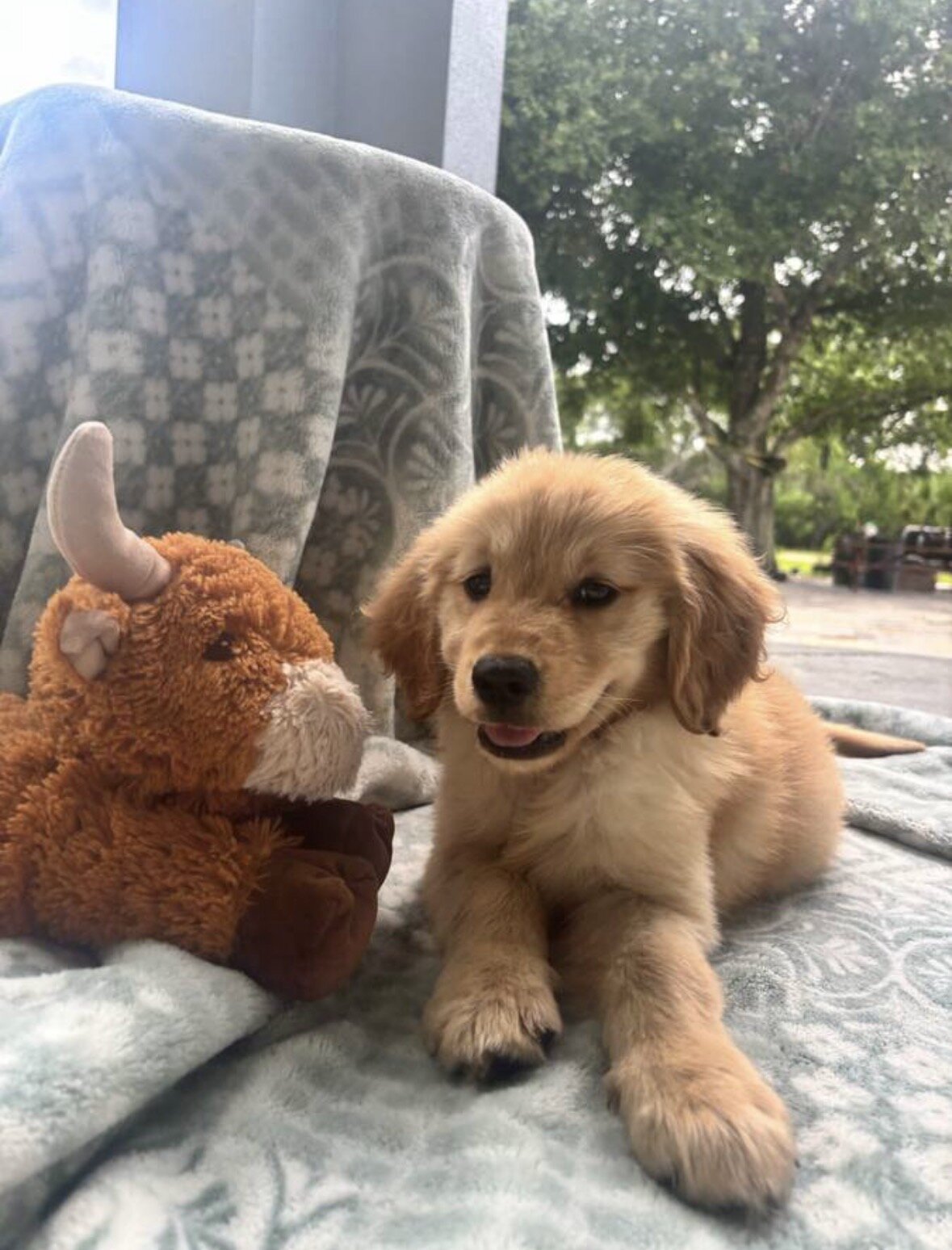 Purebred Golden Retriever Puppy image 3