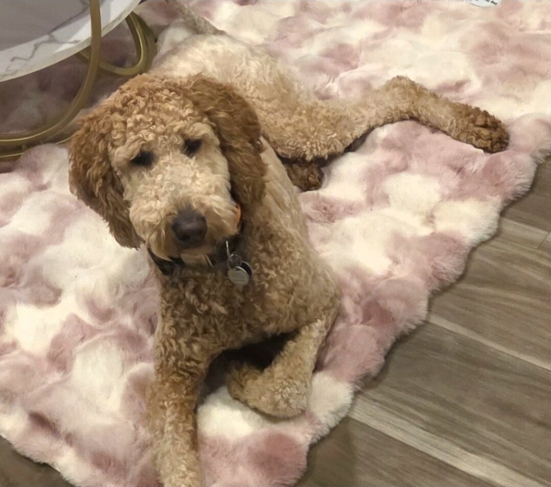 Goldendoodle image 1