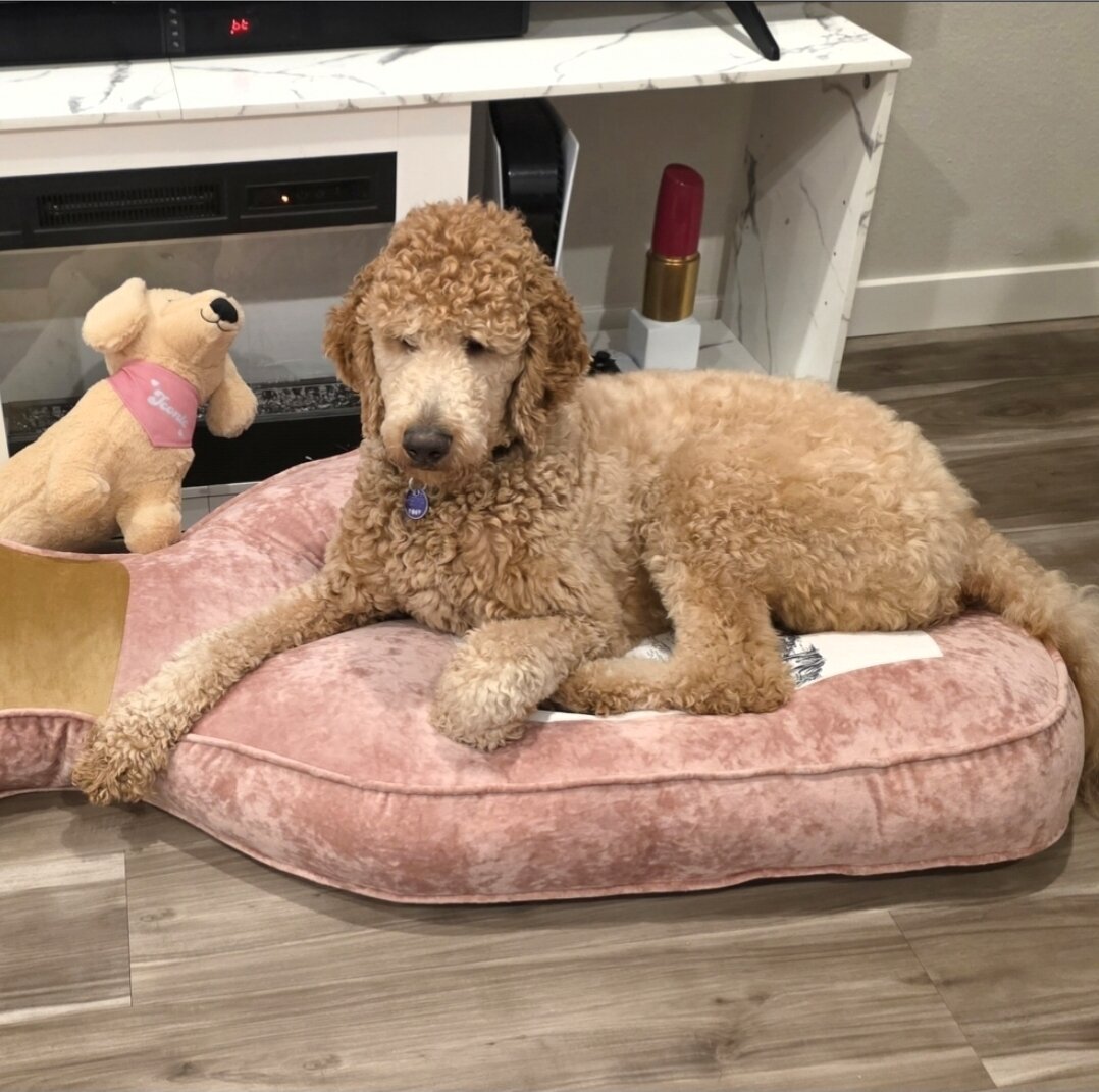 Goldendoodle image 2