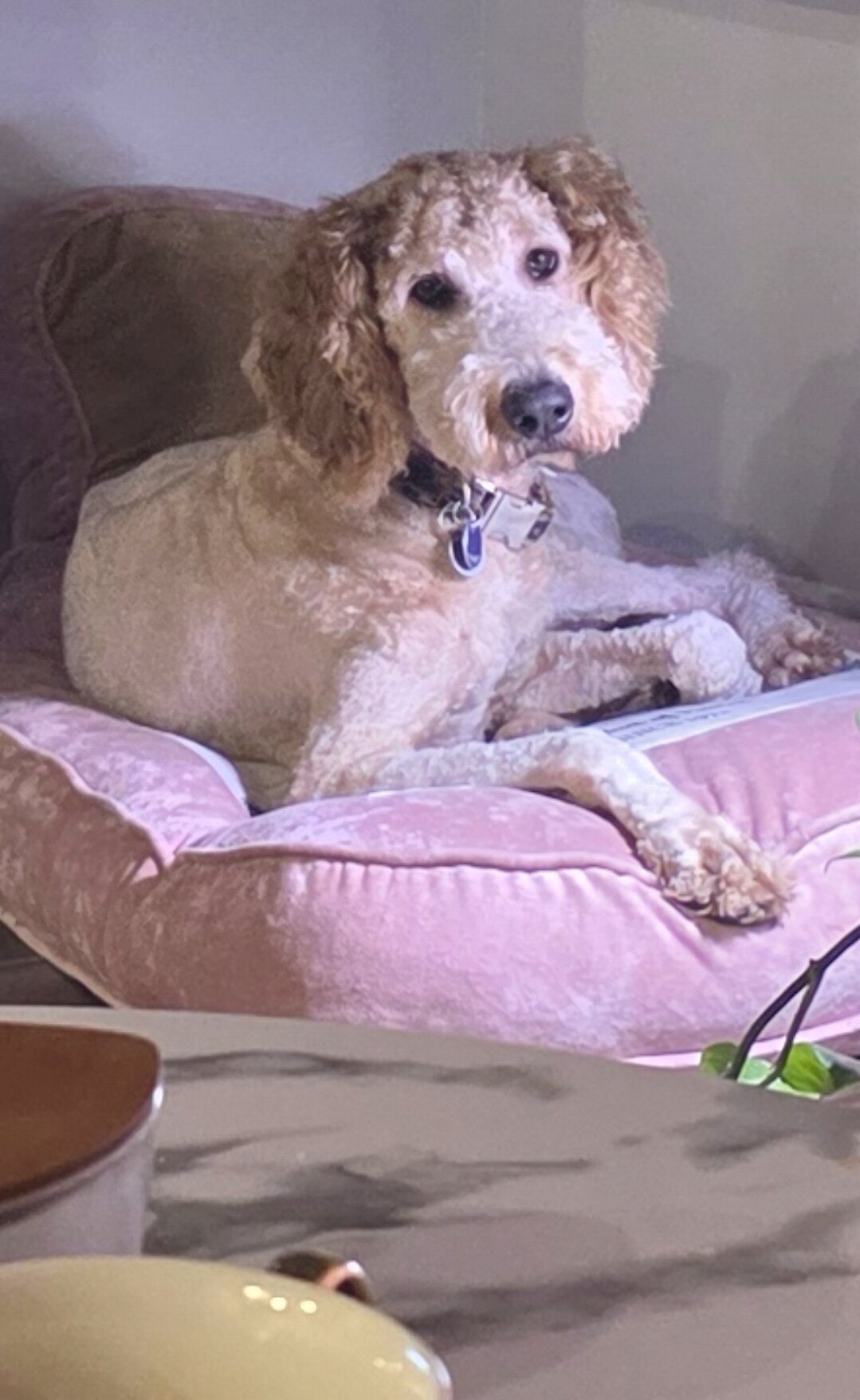 Goldendoodle image 3