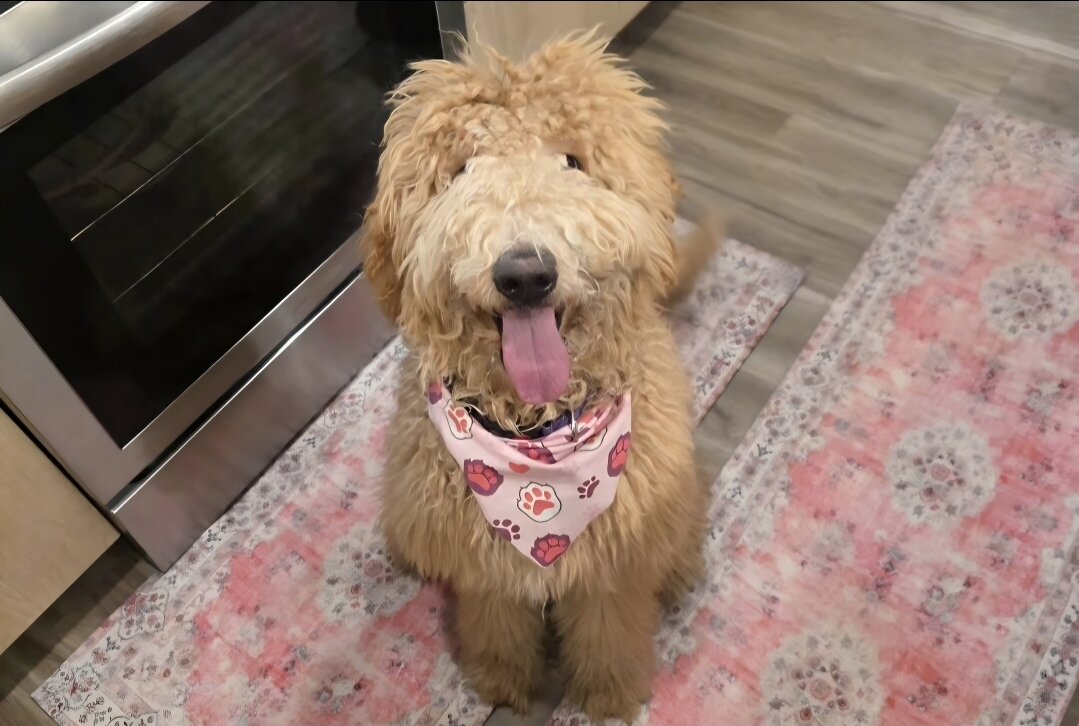 Goldendoodle image 4
