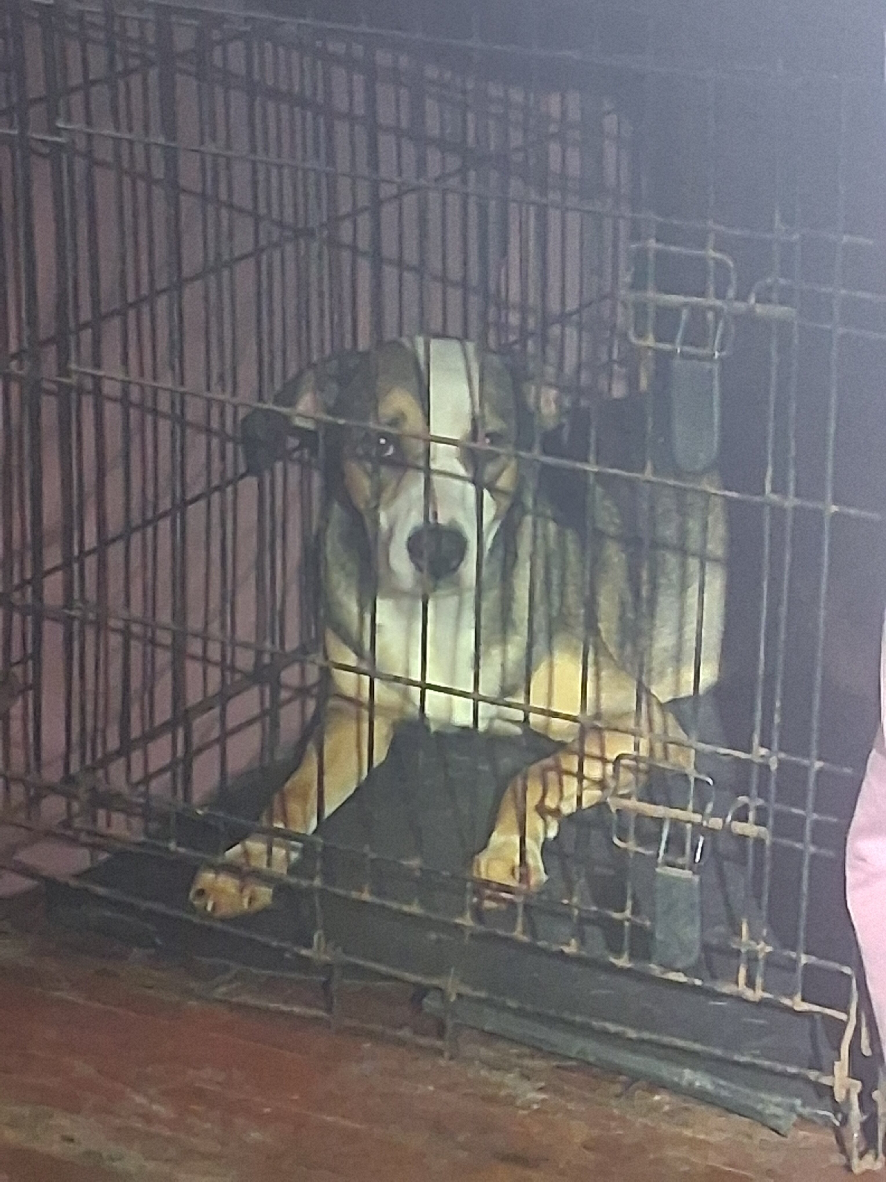 Dogs image 2