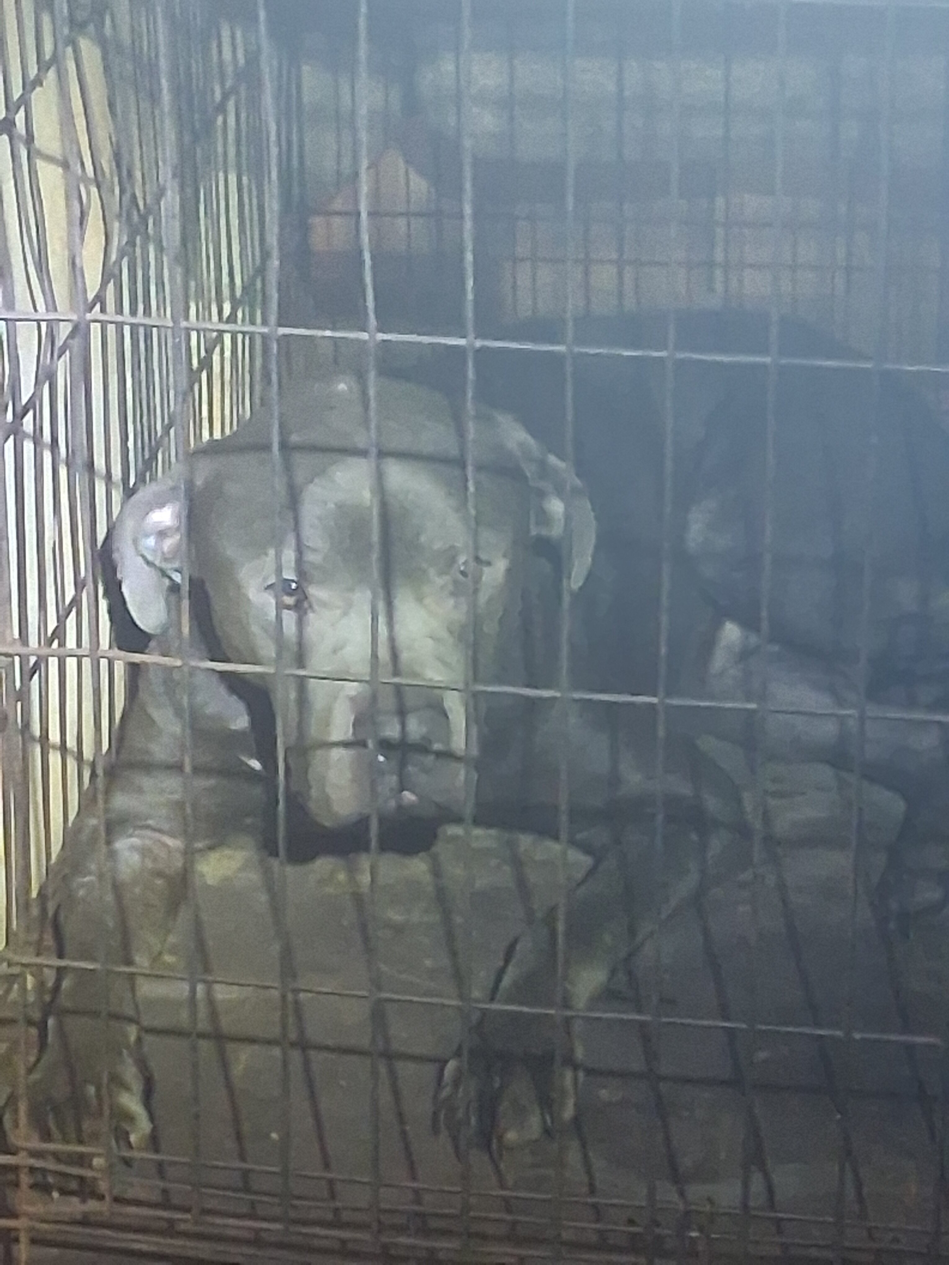 Dogs image 3