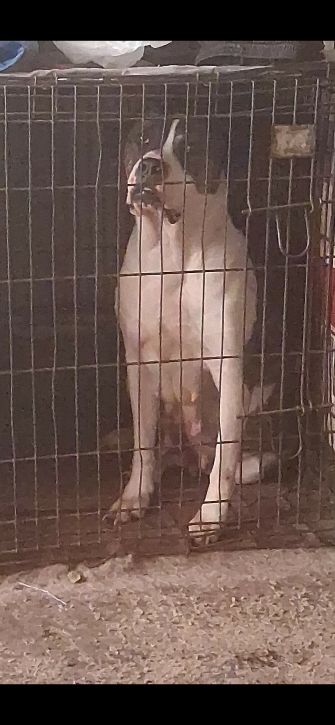 Dogs image 1