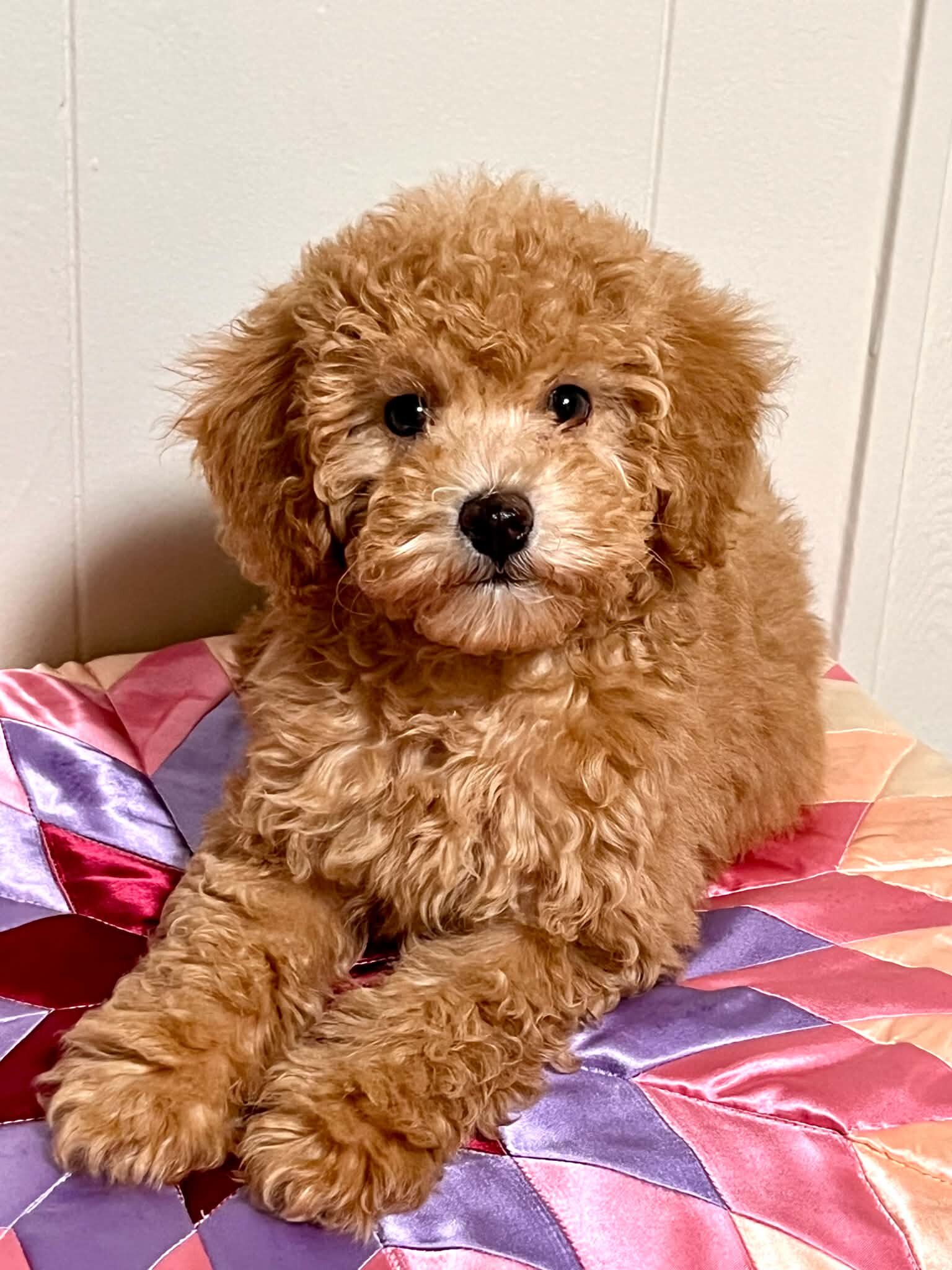Mini poodle image 3