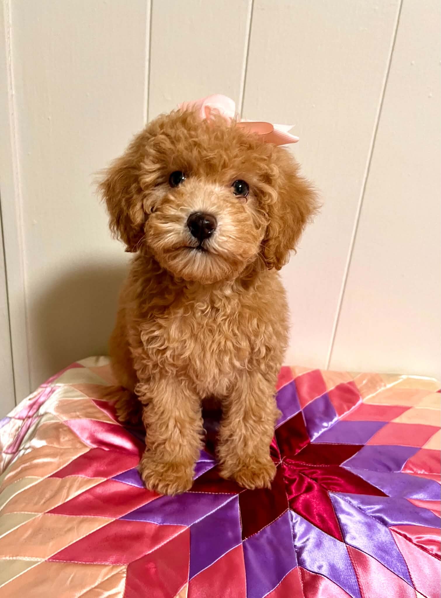 Mini poodle image 4