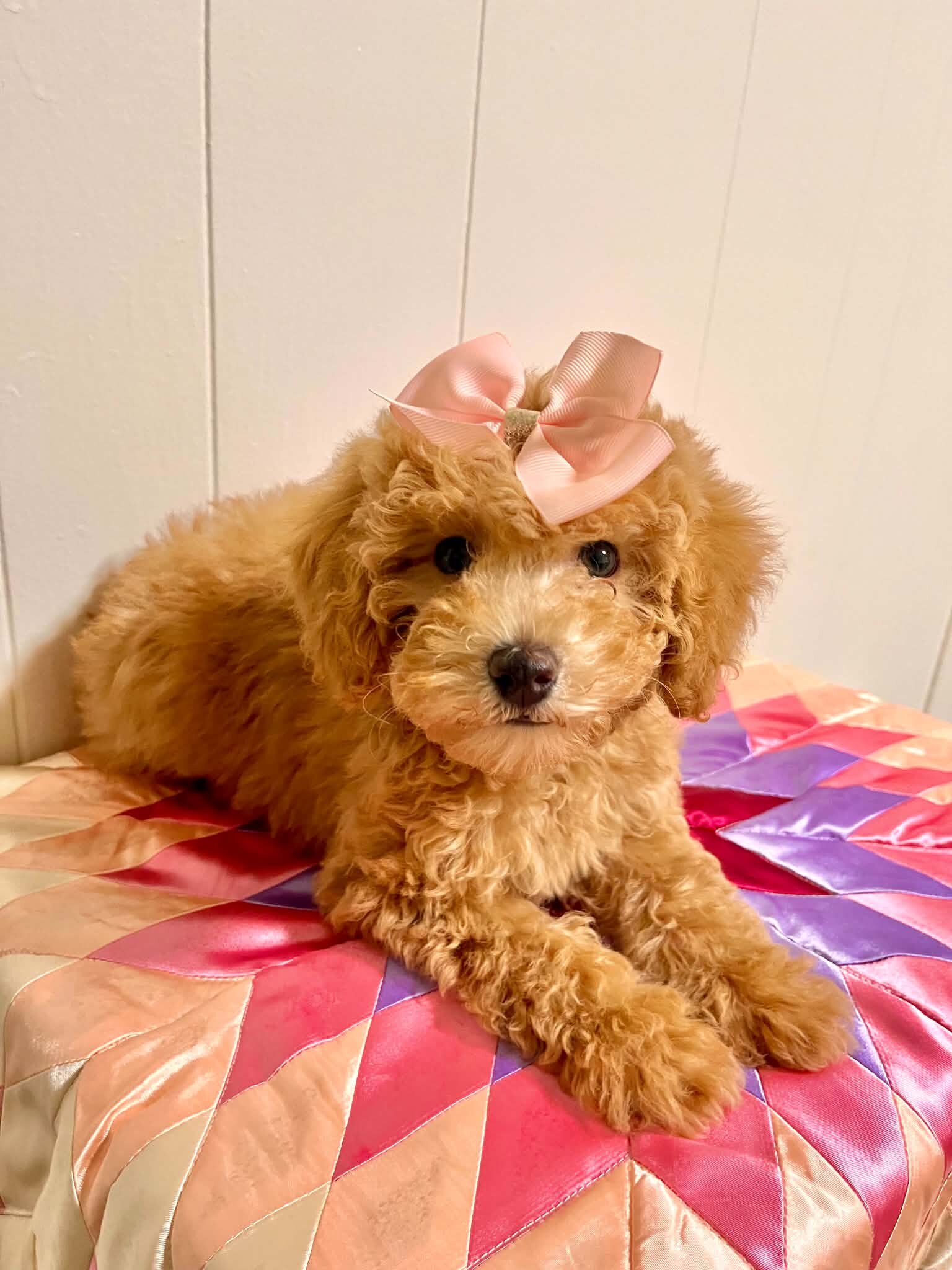 Mini poodle image 2