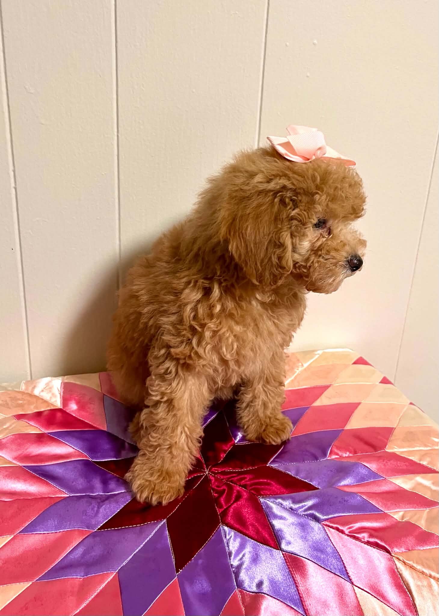 Mini poodle image 1