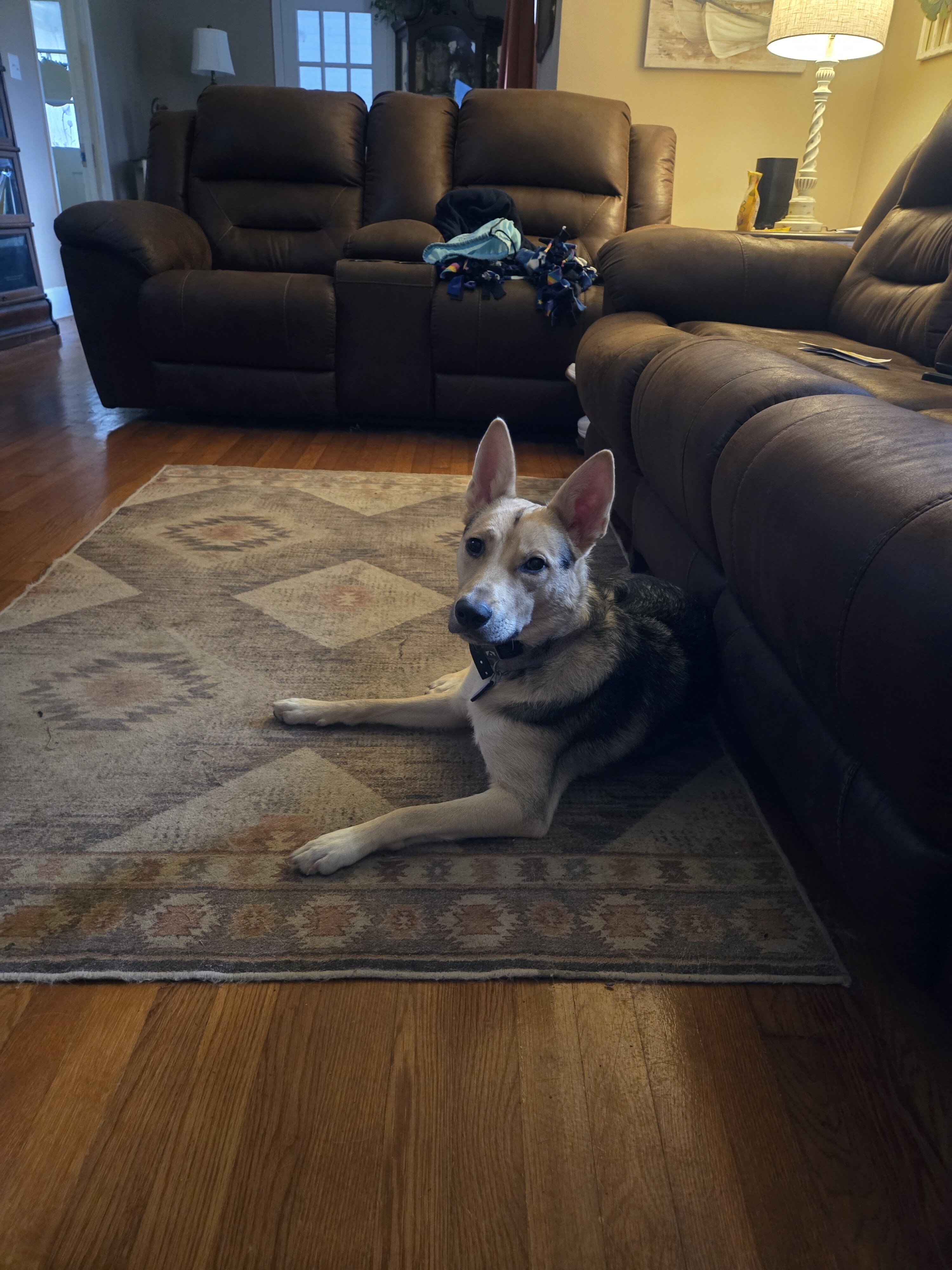 Rehome image 1