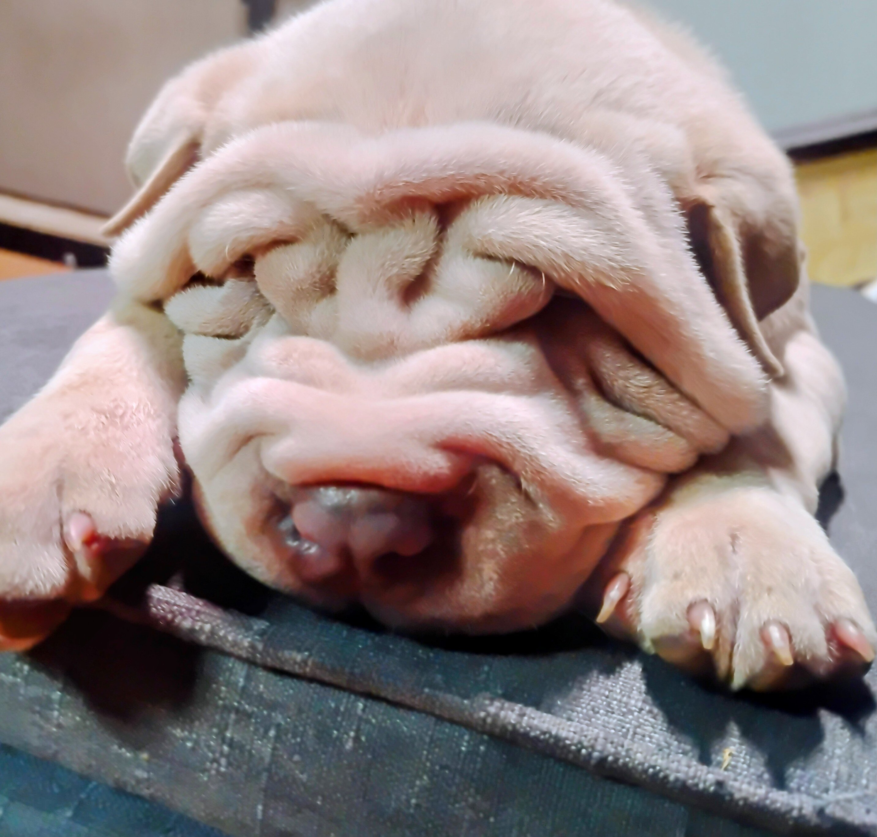 Bull Pei puppies image 2