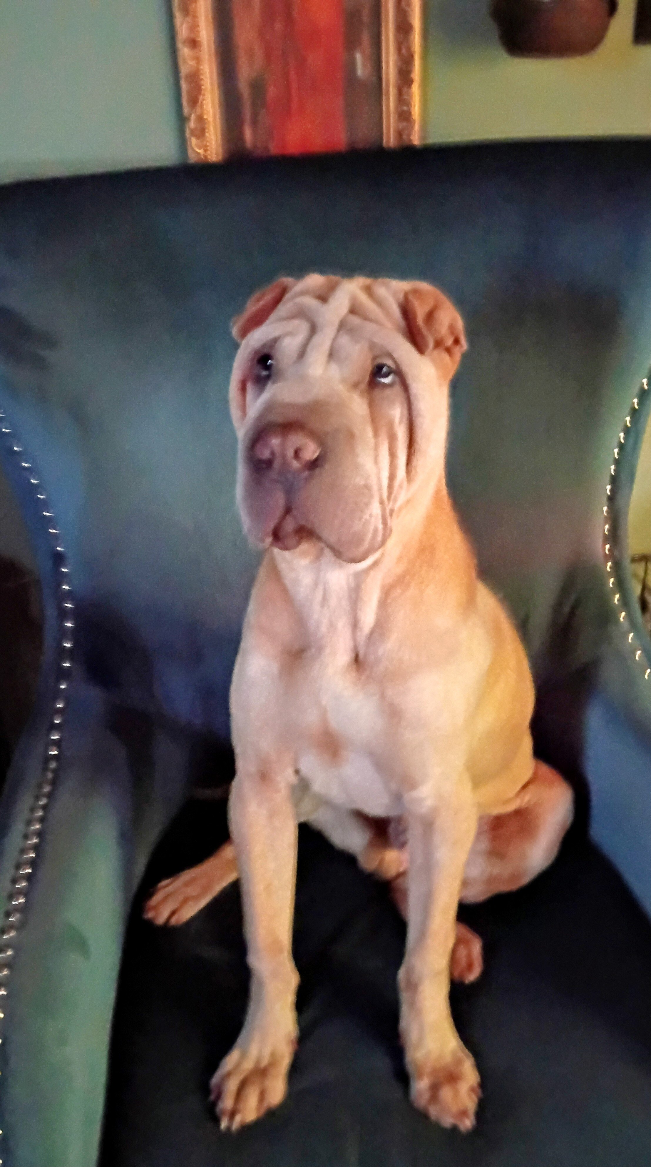 Bull Pei puppies image 3