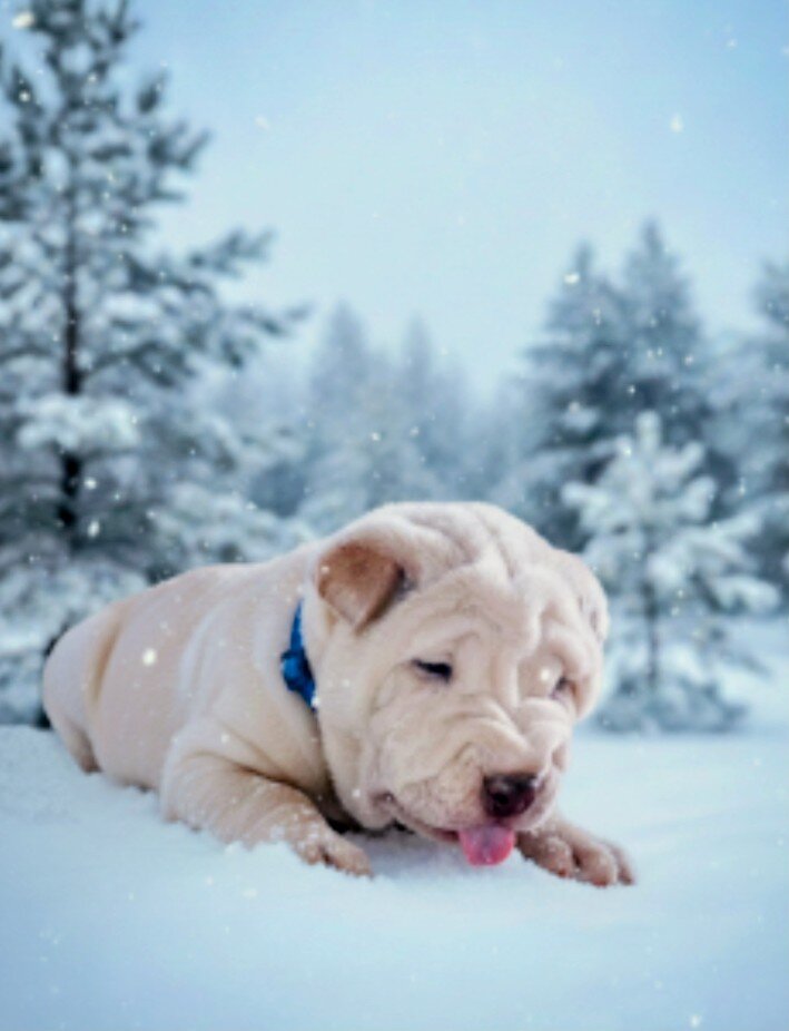 Bull Pei puppies image 1