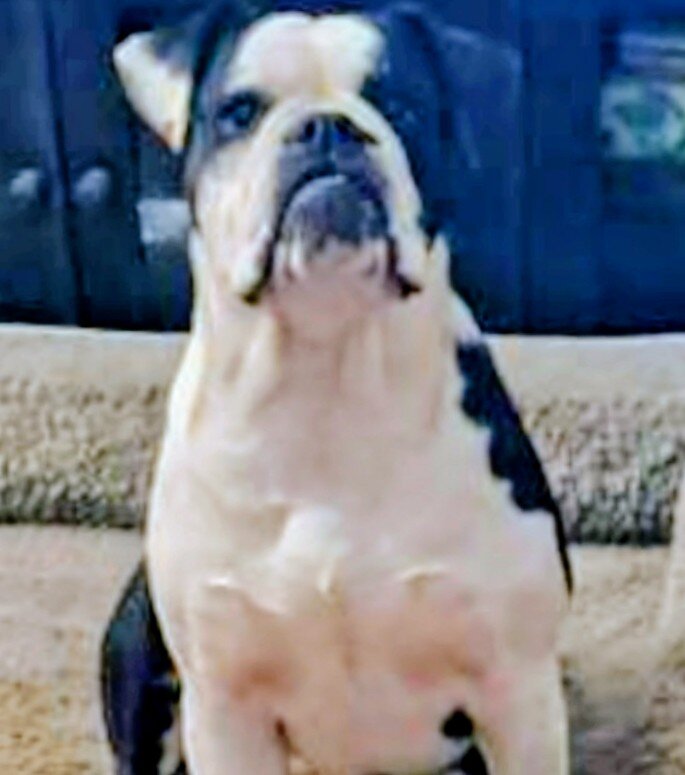 Bull Pei puppies image 4