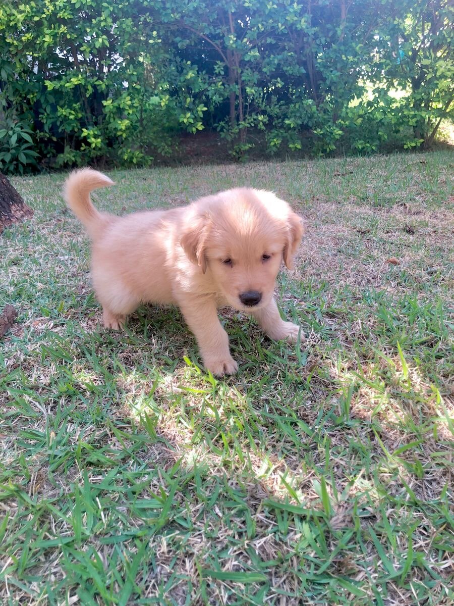Dogs image 3
