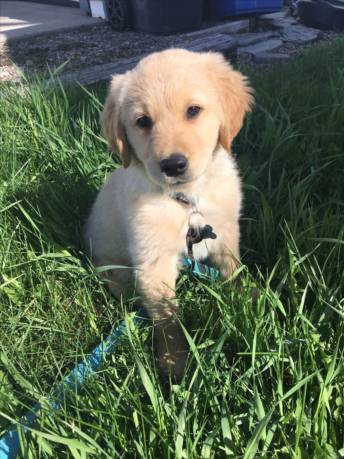 Dogs image 5