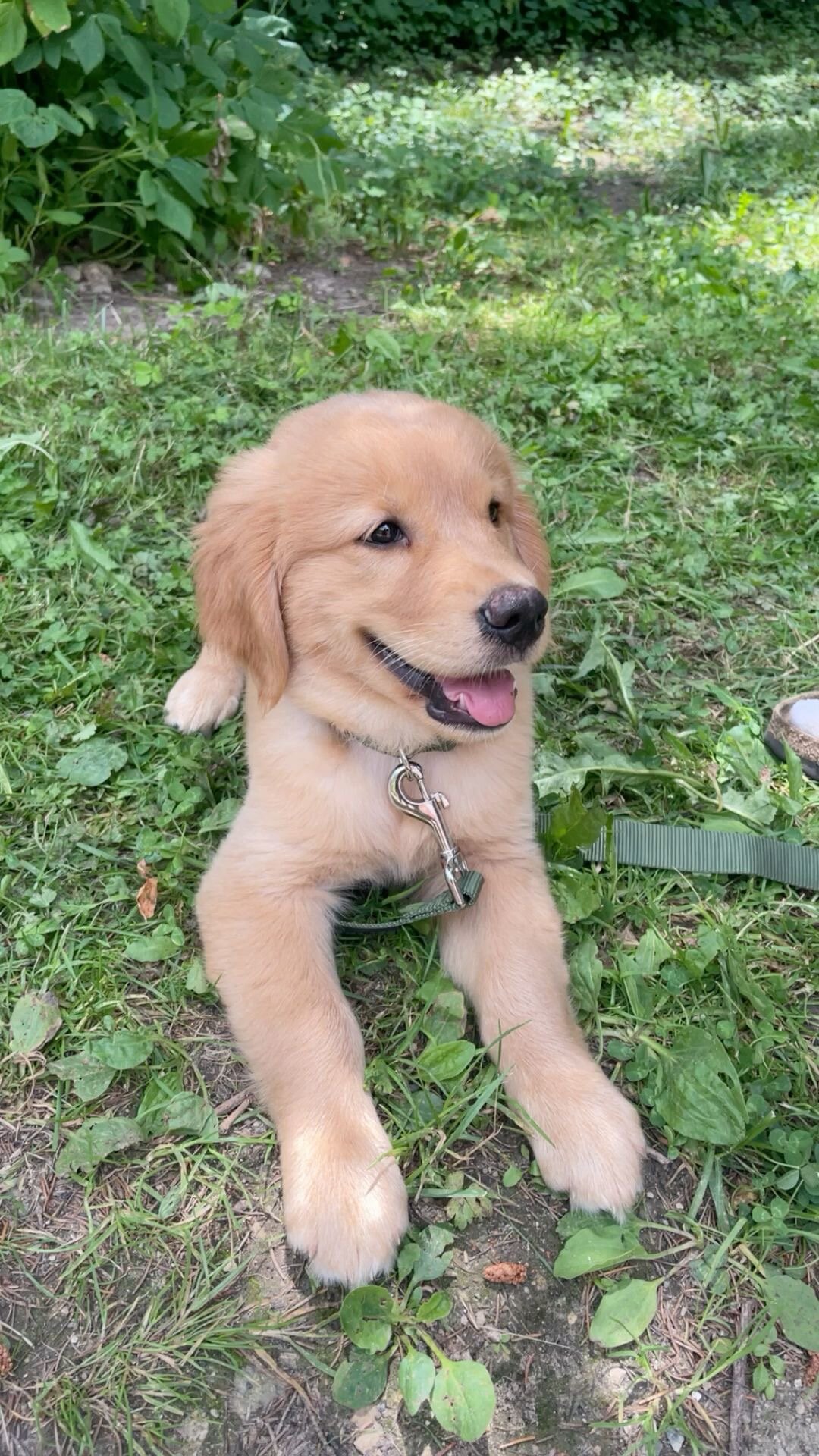 Dogs image 2