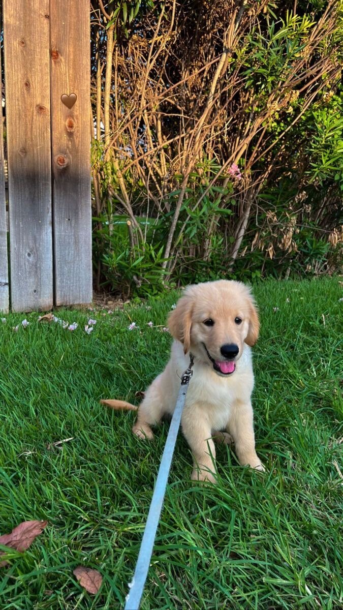 Dogs image 4