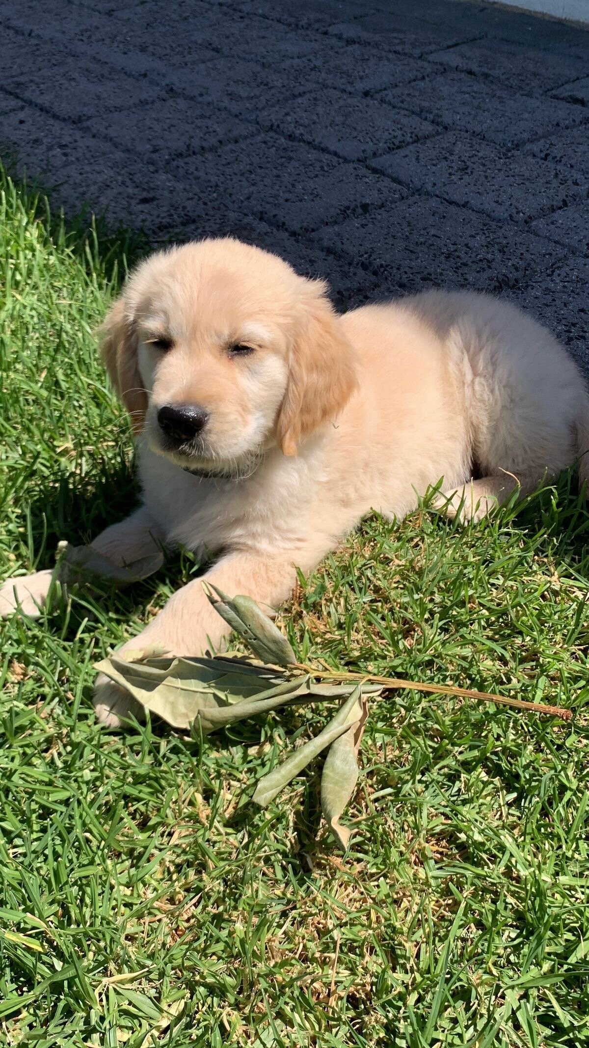 Dogs image 1
