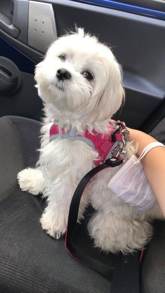 Young toy breed(Maltese) image 2