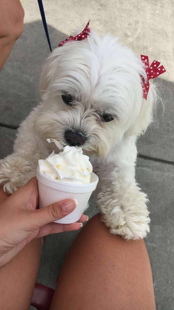 Young toy breed(Maltese) image 1