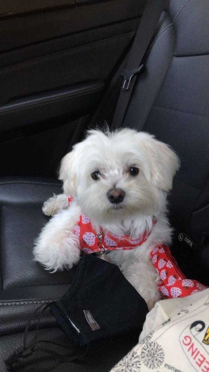 Young toy breed(Maltese) image 3