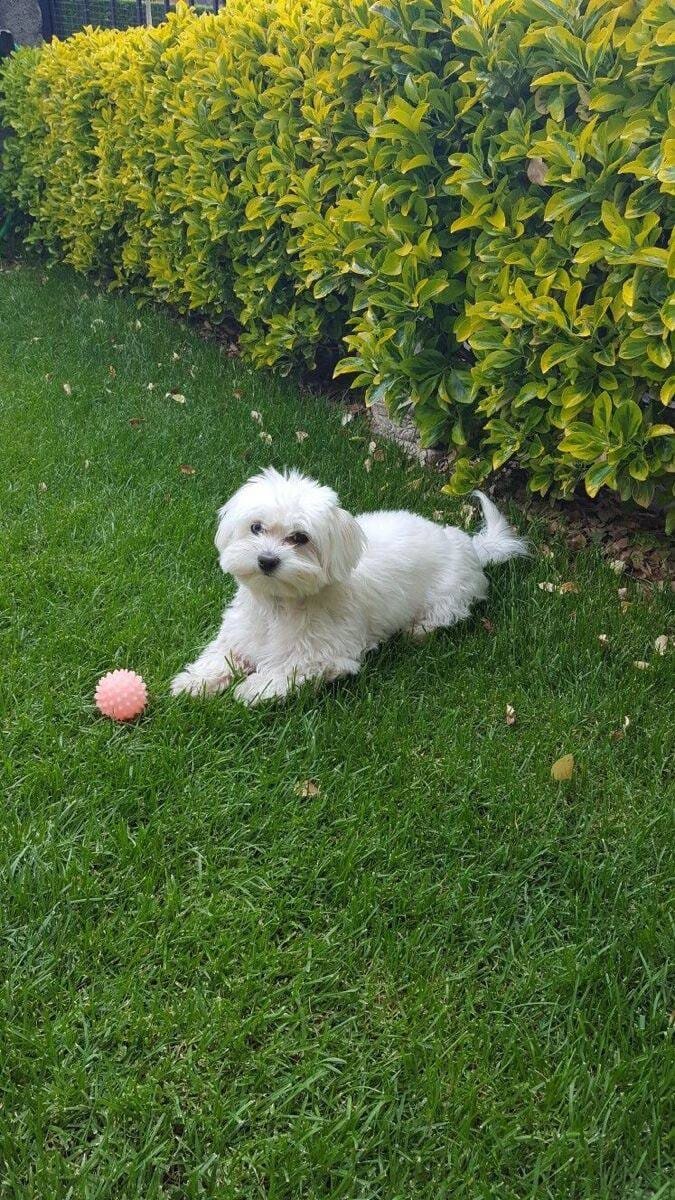 Young toy breed(Maltese) image 4