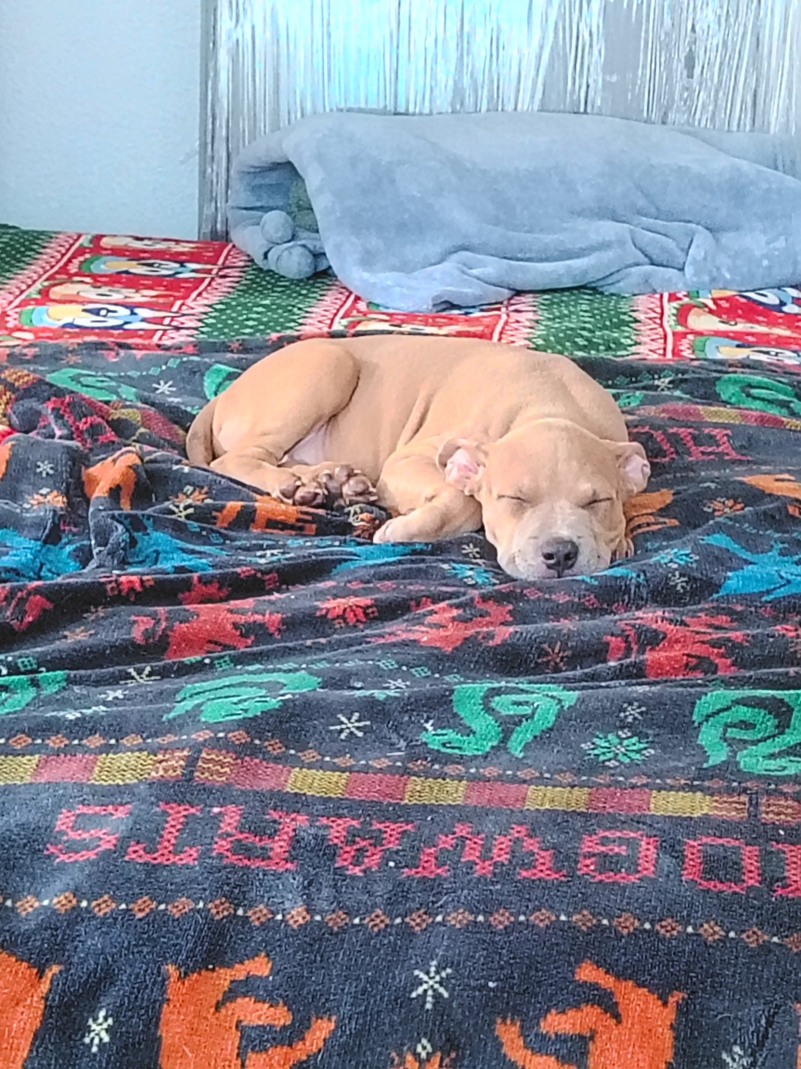 Blue-nose pit-terrier mix image 10