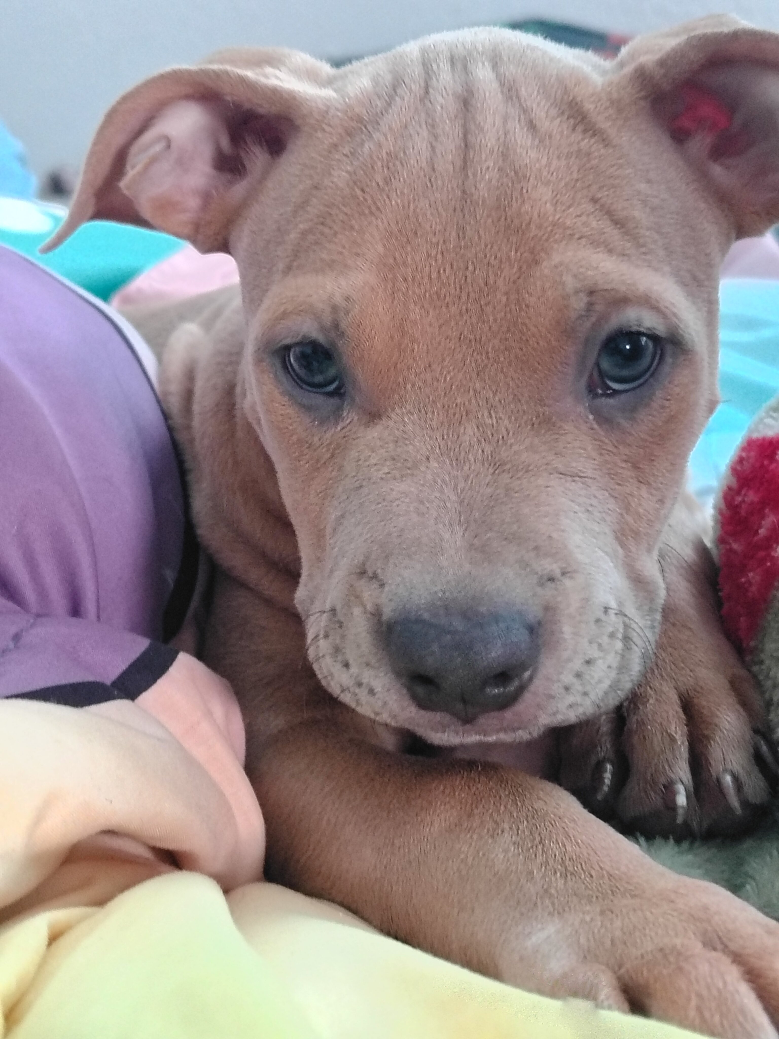 Blue-nose pit-terrier mix image 4