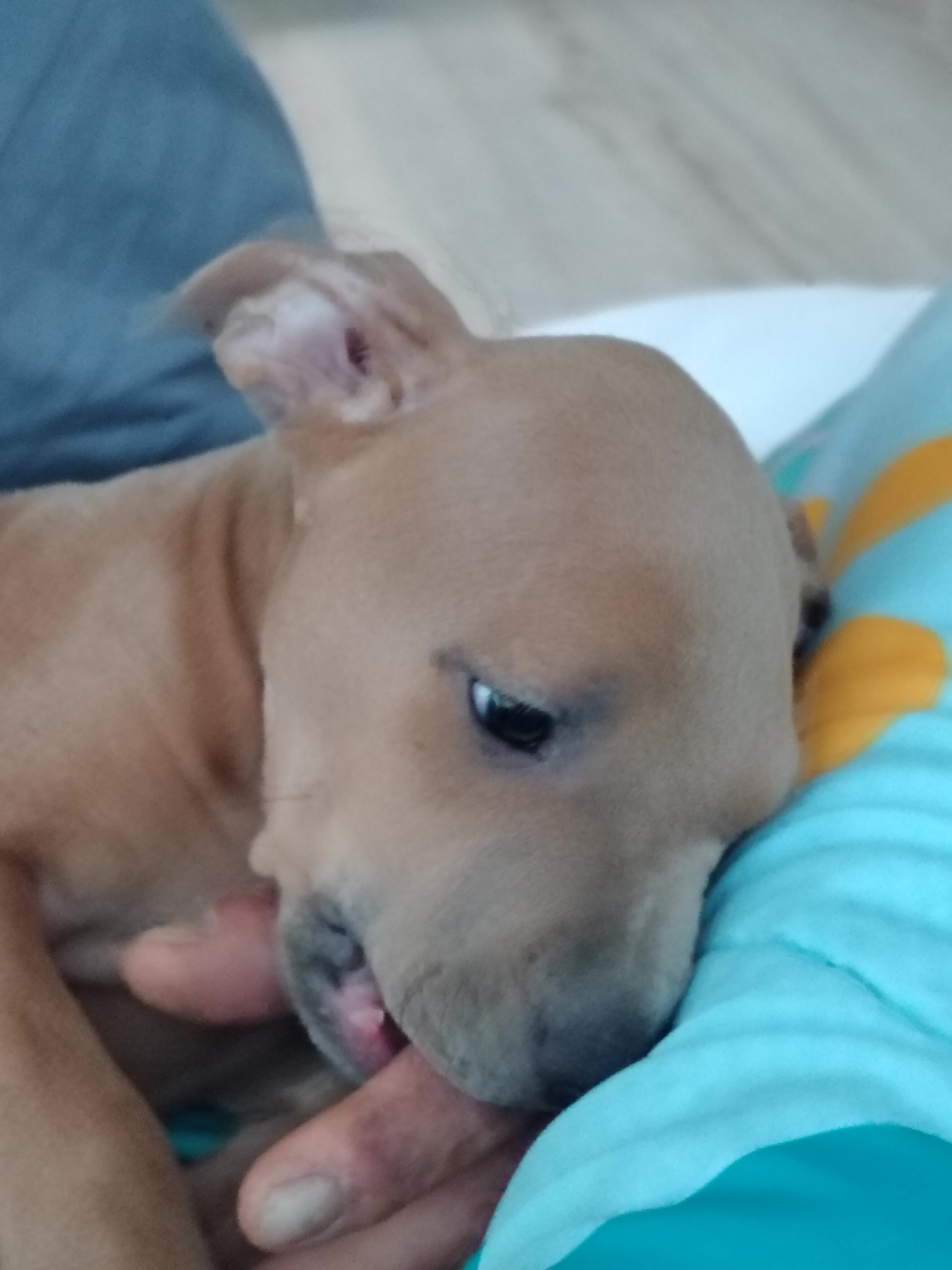 Blue-nose pit-terrier mix image 3