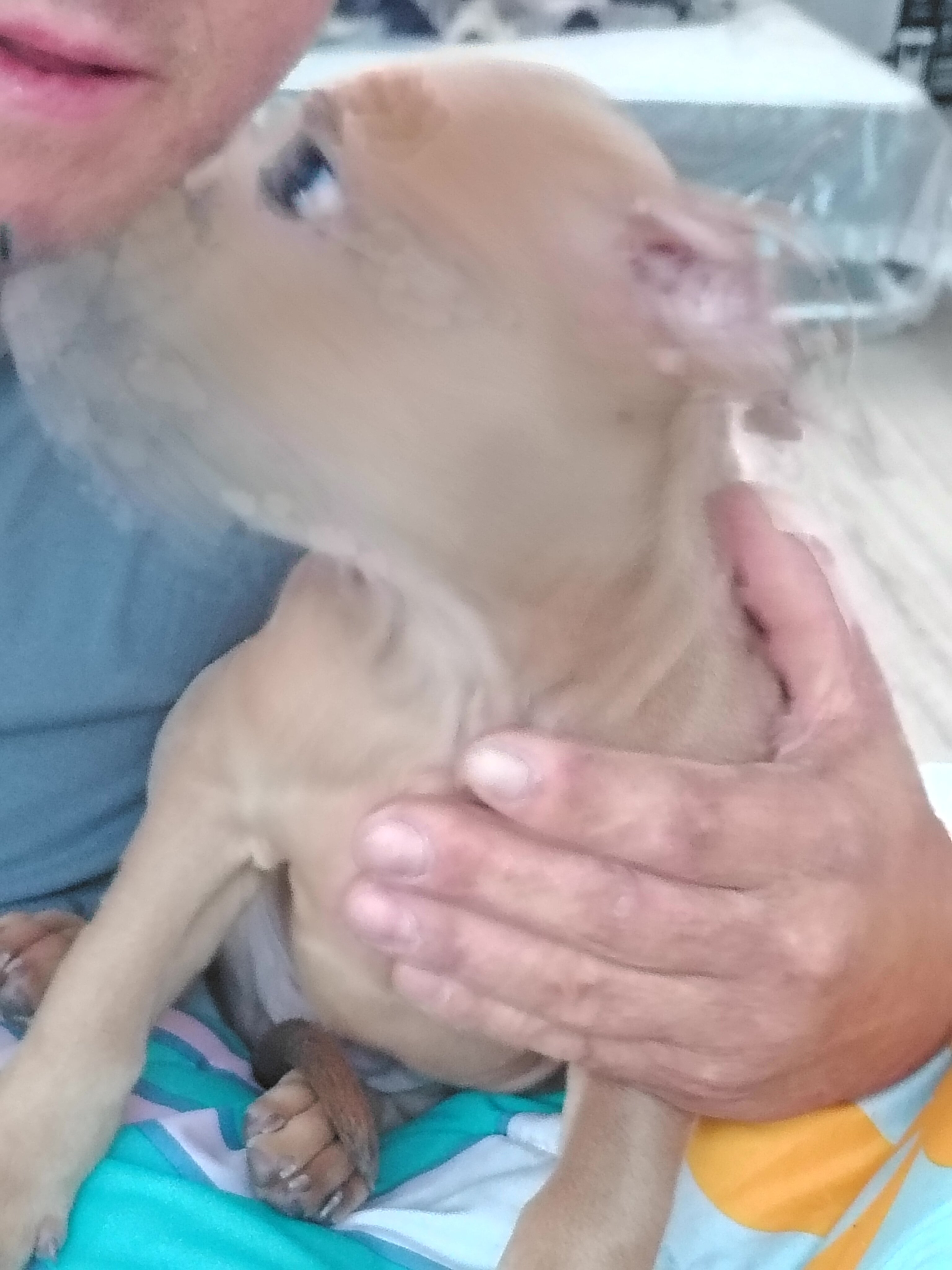 Blue-nose pit-terrier mix image 5