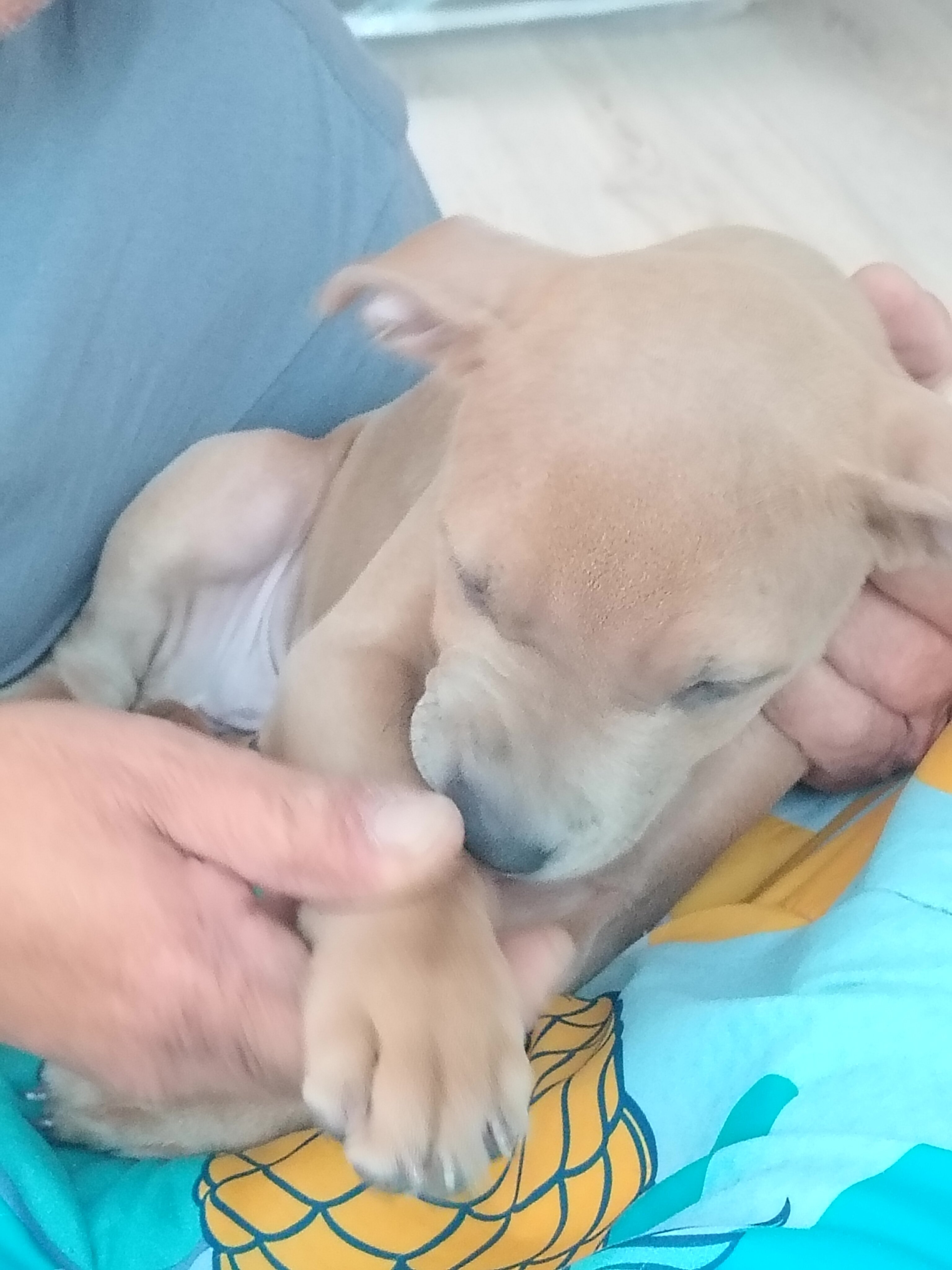 Blue-nose pit-terrier mix image 2