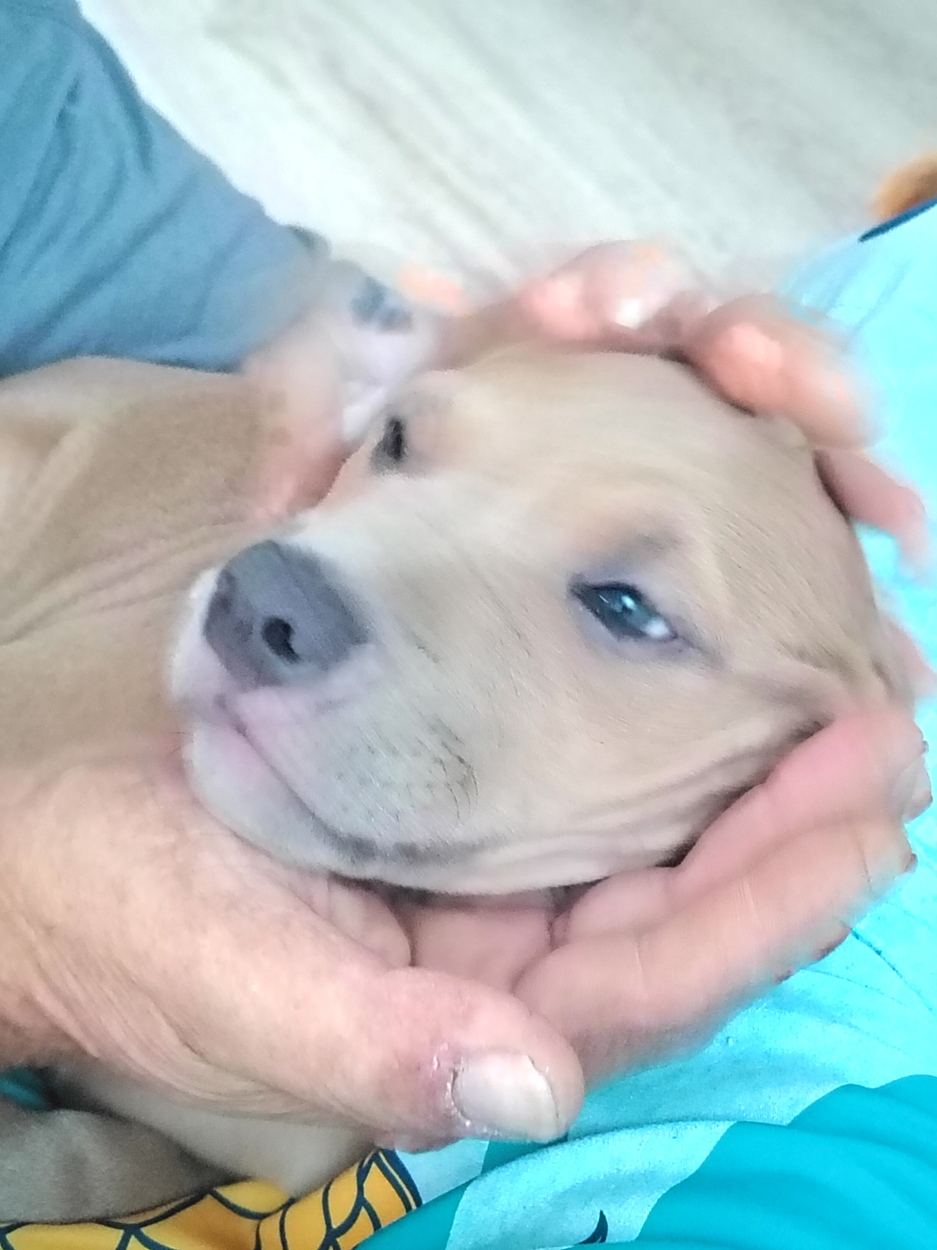 Blue-nose pit-terrier mix image 1