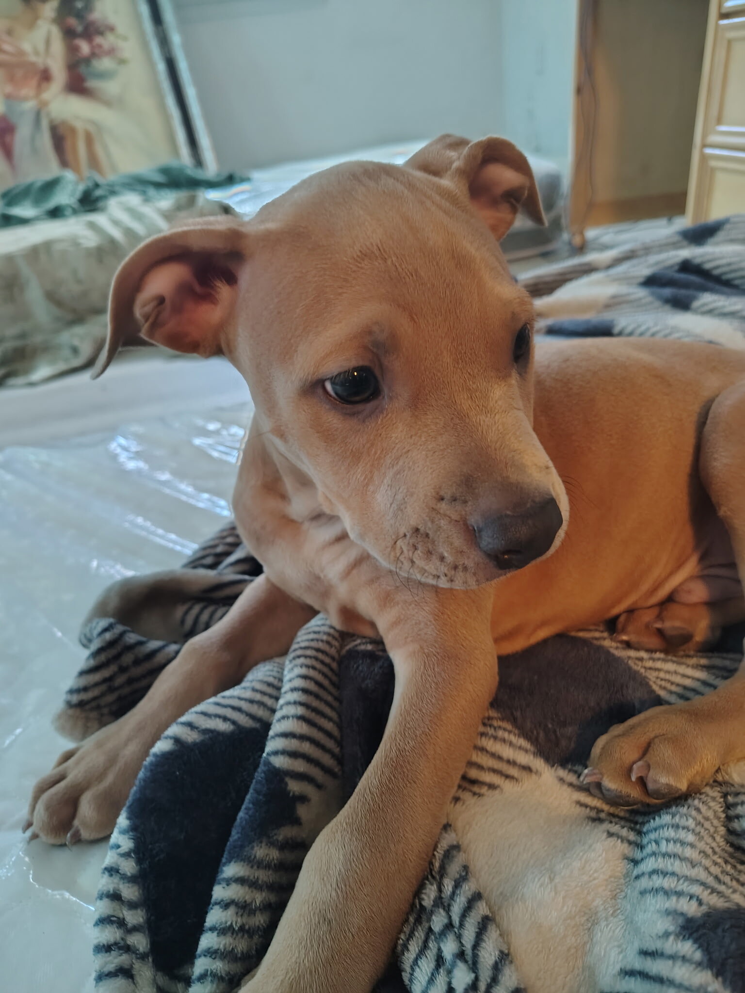 Blue-nose pit-terrier mix image 8