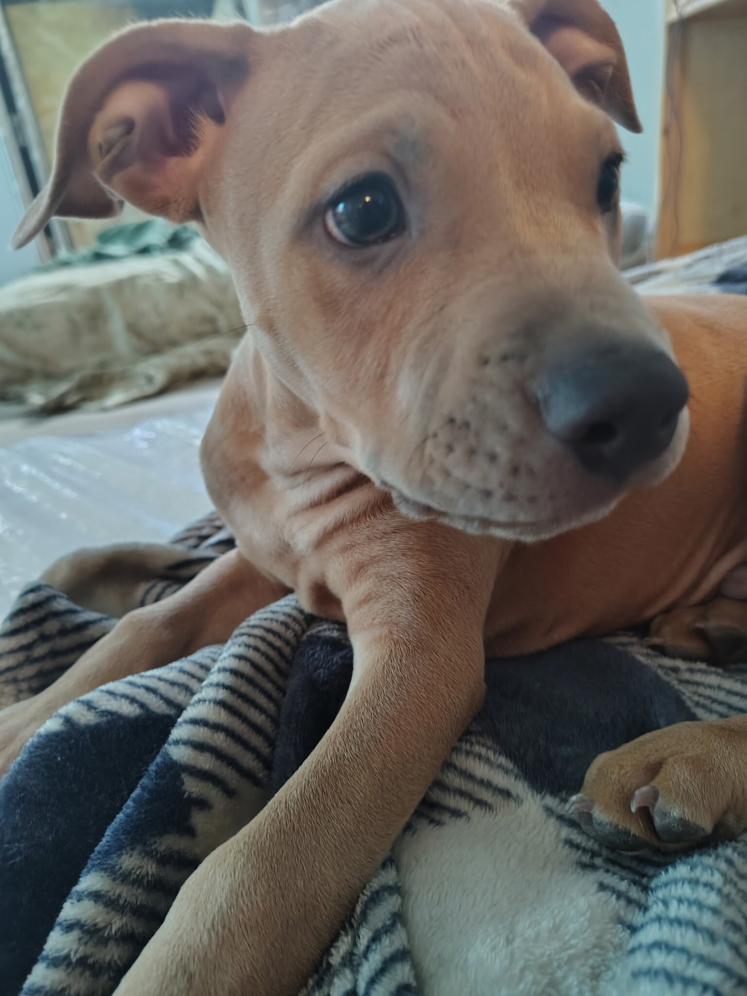 Blue-nose pit-terrier mix image 7