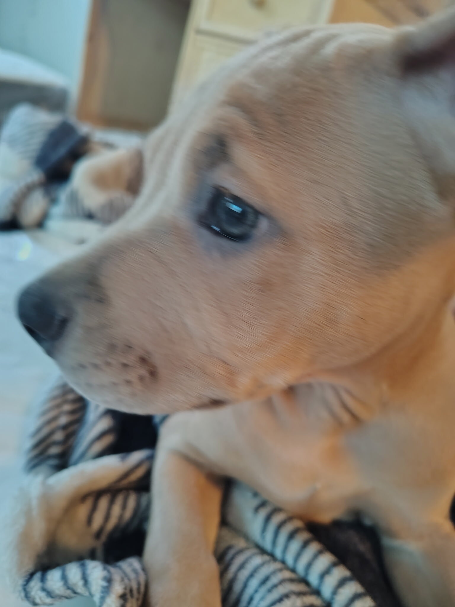Blue-nose pit-terrier mix image 6