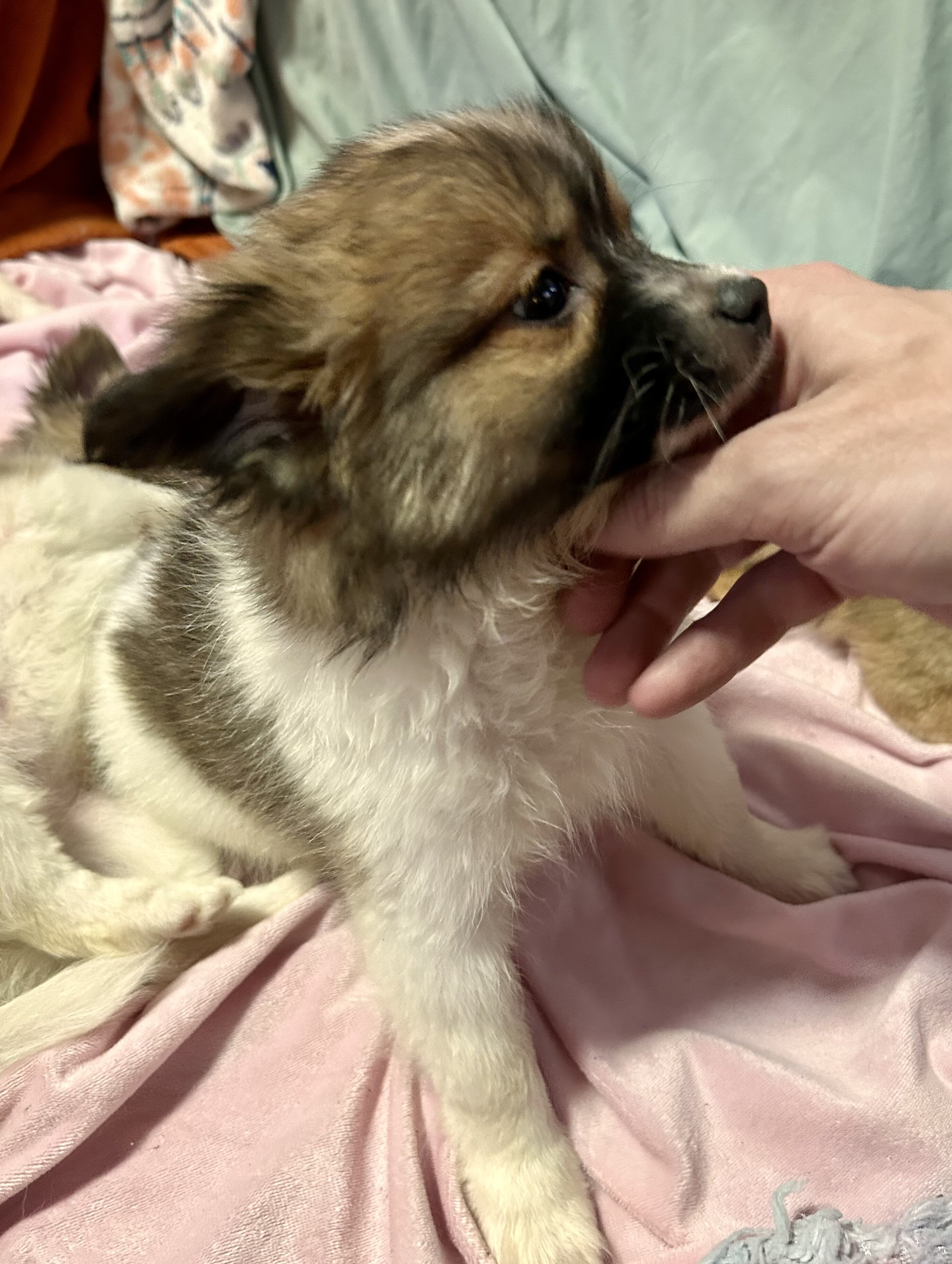 Papipom puppies image 3