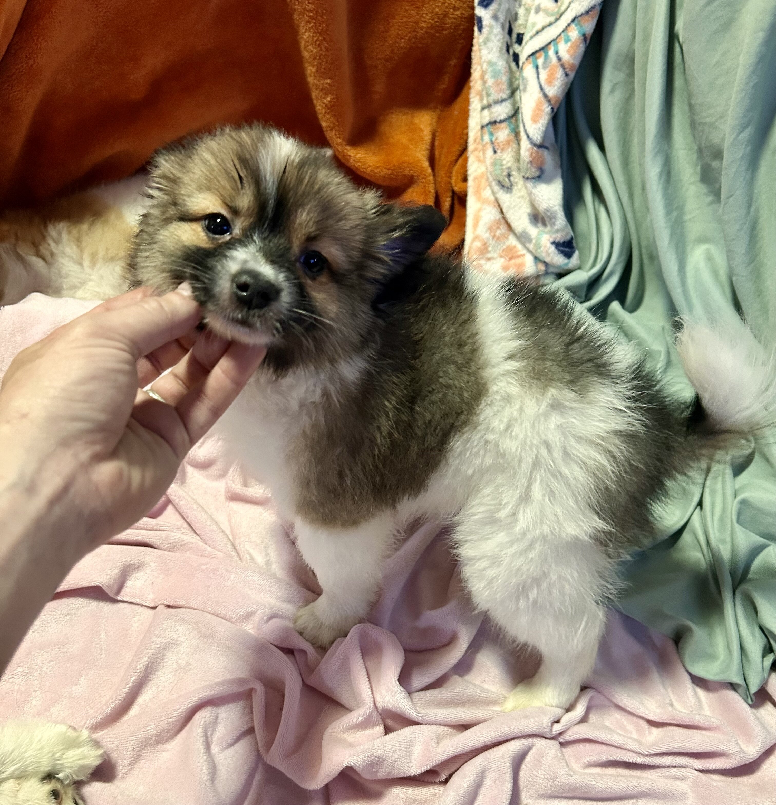 Papipom puppies image 8