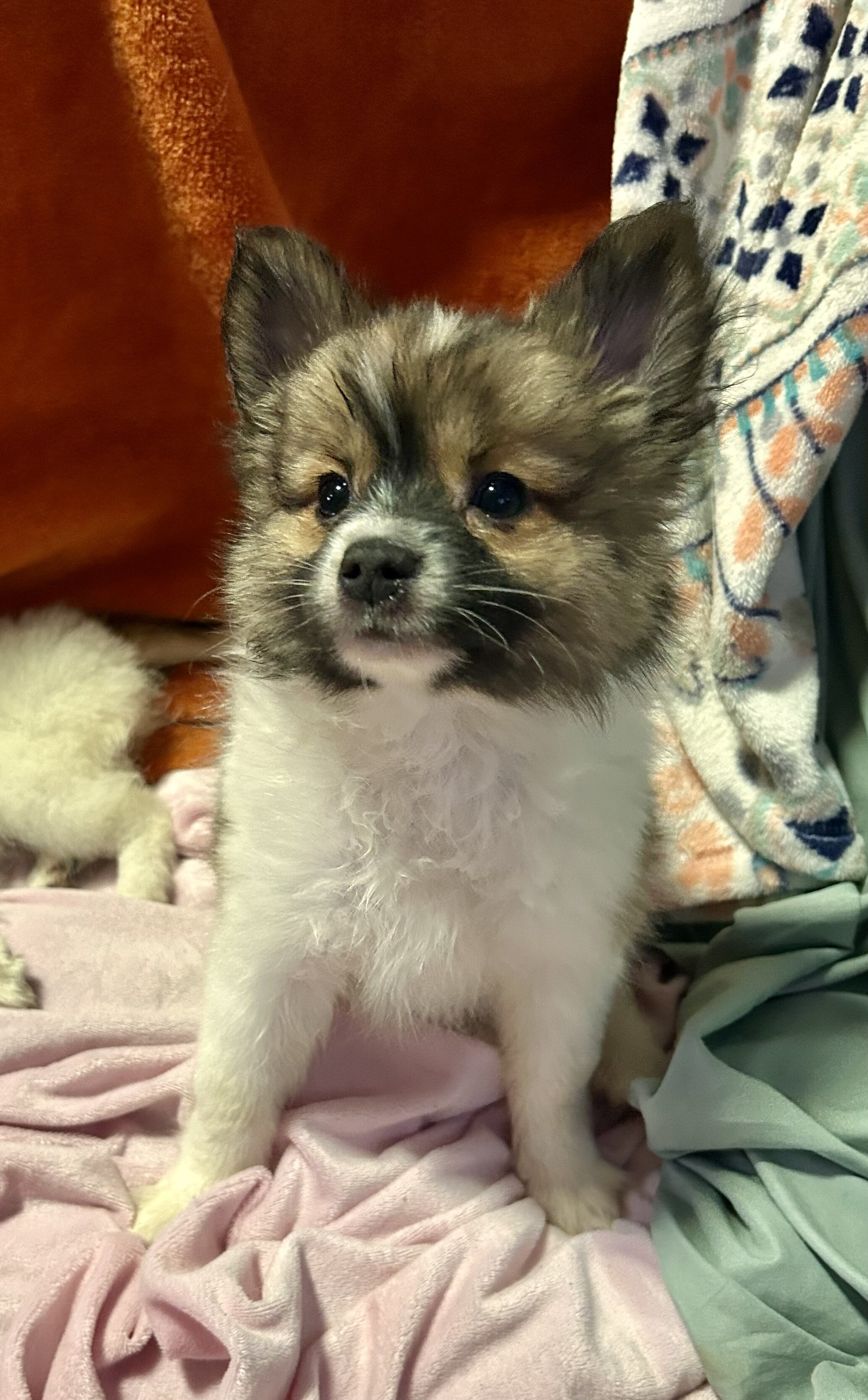 Papipom puppies image 1